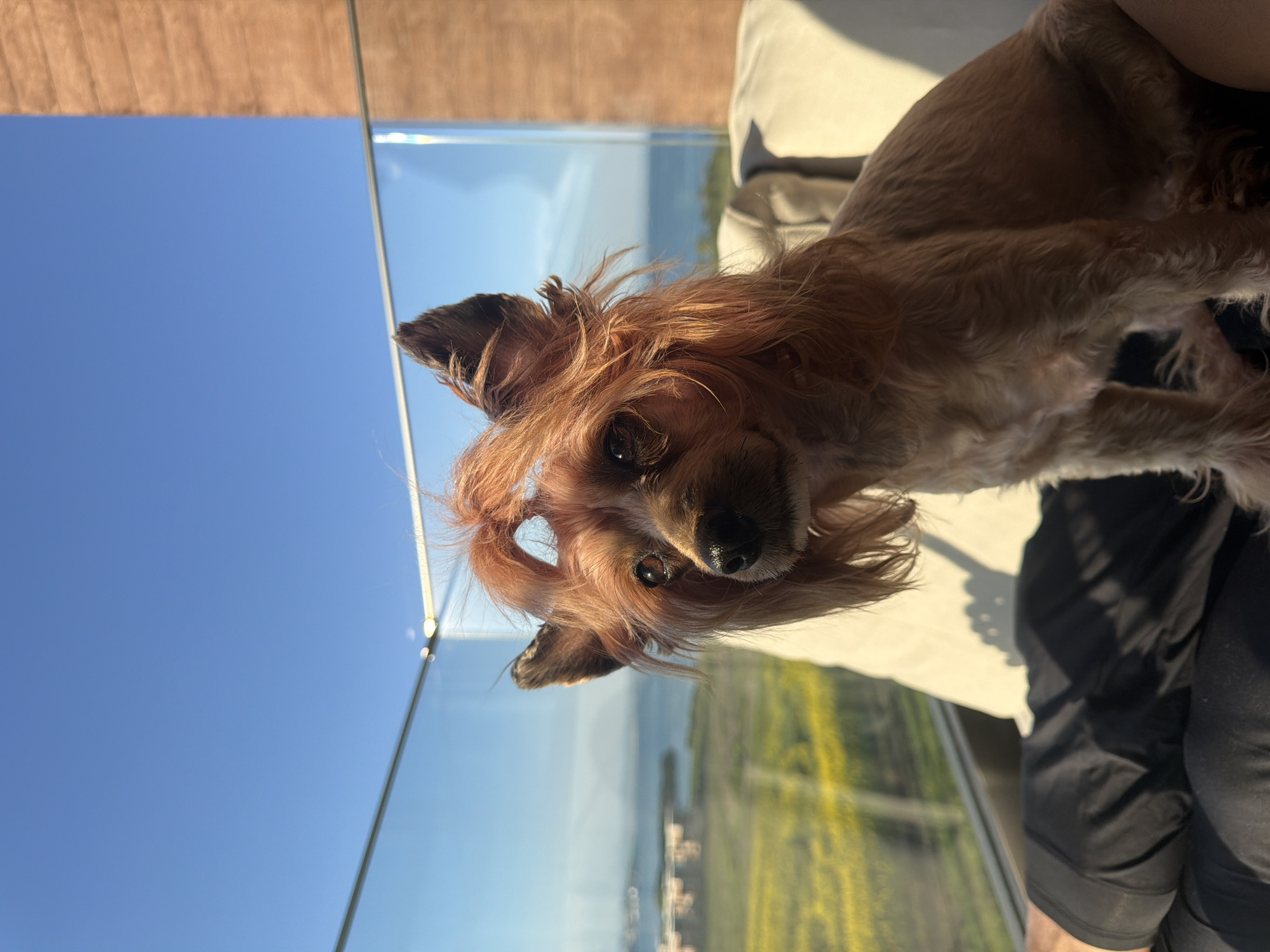 A medium-shot, rotated view of a brown terrier dog with medium length hair lying on the lap of a person wearing black pants. In the background is a view through a glass barrier of the coastline of Burgas, Bulgaria. The sky is blue. The dog is looking at the camera.