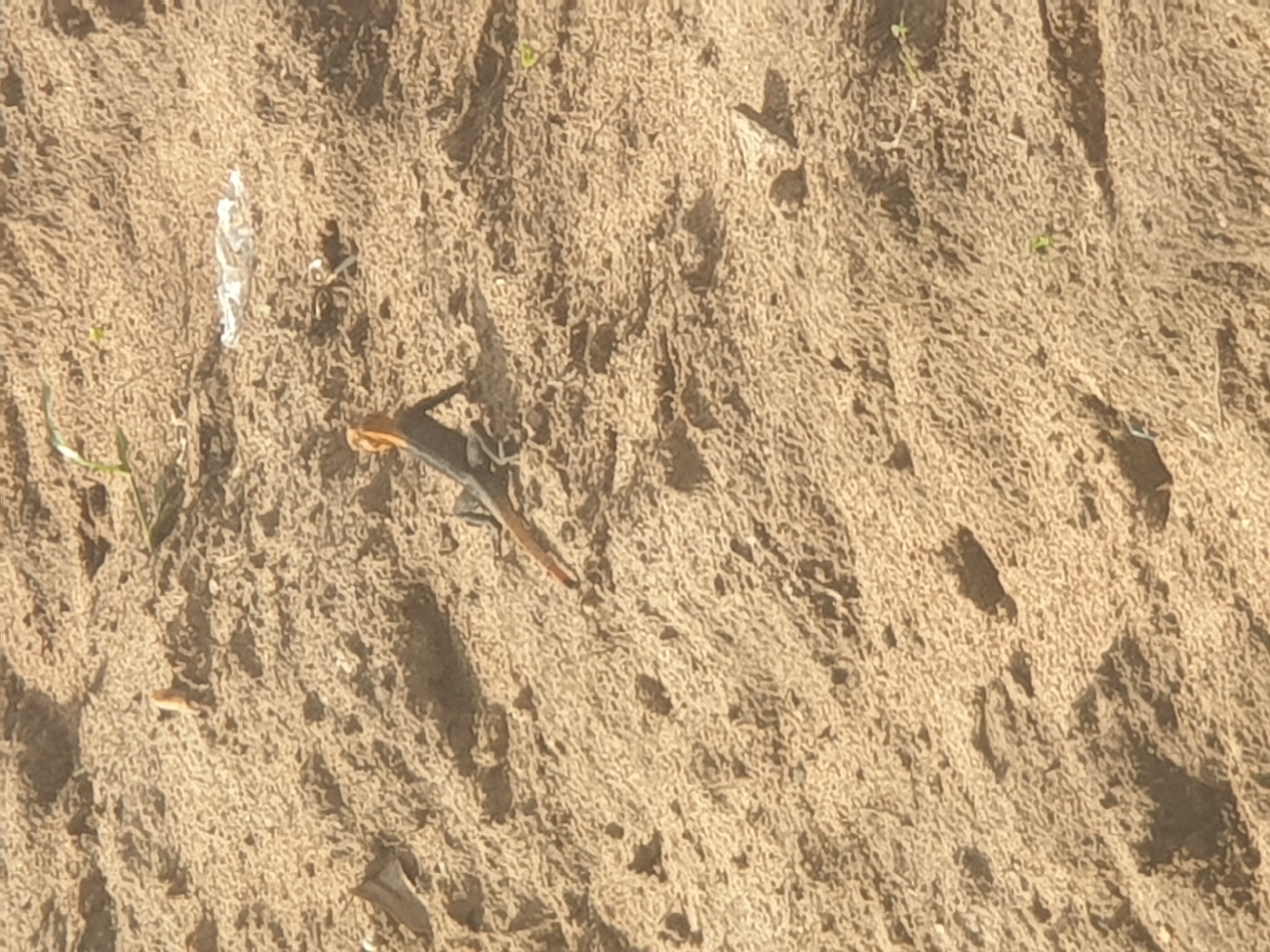 A medium shot shows a light brown lizard on sandy ground in Jauro Yinu, Nigeria. The lizard is dark on its back and sides, with an orange head and tail tip. It is facing right, with its body angled away from the viewer, its tail extended. The ground is a light brown sand with small pebbles and debris scattered across it. In the background, a crumpled white plastic wrapper is visible on the sand, along with a few green sprouts. The lighting suggests it is daytime.