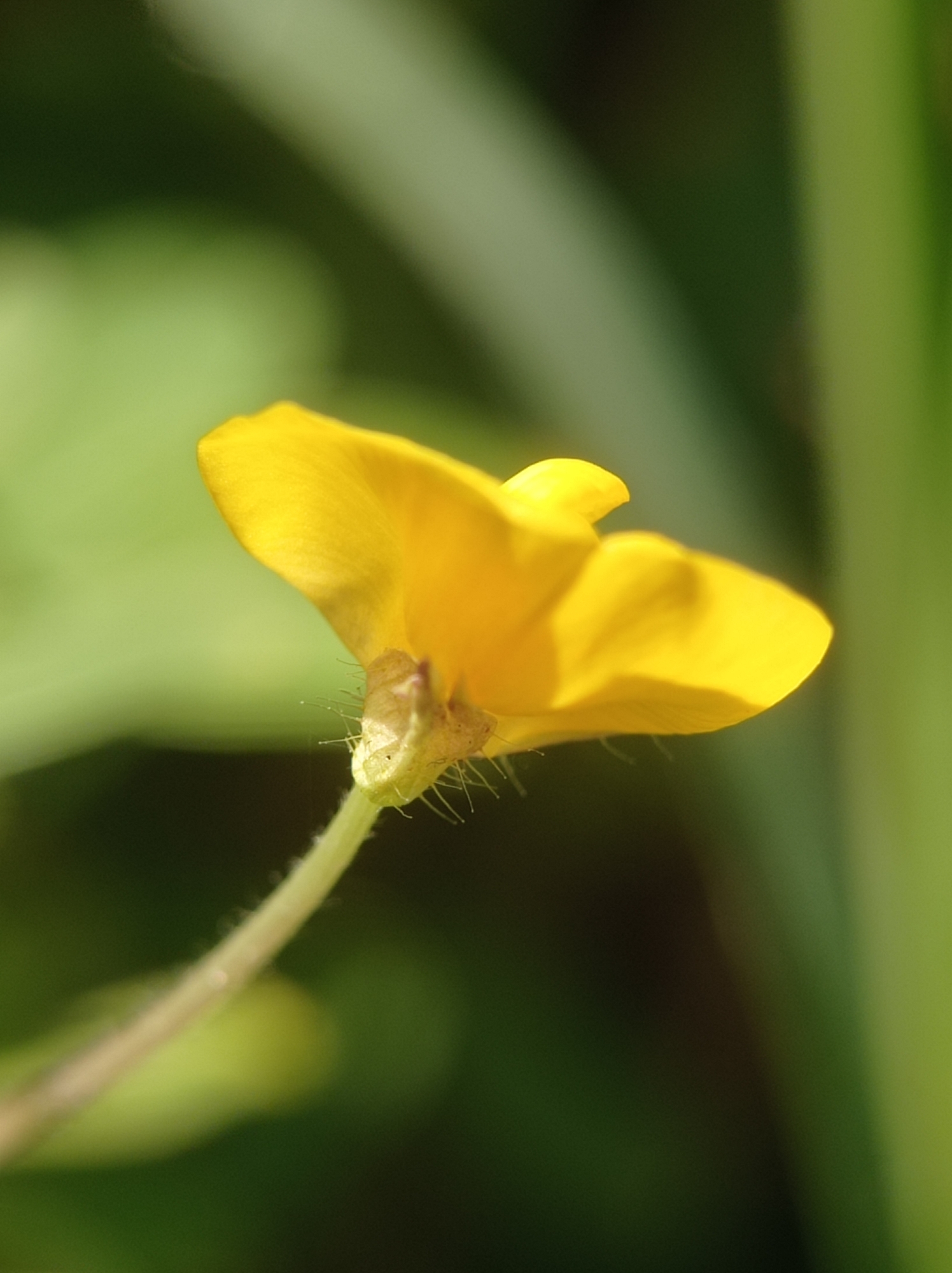 The image is a close-up, macro photograph of a single yellow flower. The flower is positioned on the right side of the frame, with its delicate petals unfurling. A thin, fuzzy stem supports the bloom. The background is a soft blur of green, suggesting foliage. The lighting is natural, casting subtle shadows that highlight the texture of the petals and stem. The scene is devoid of any human presence or recognizable urban elements. The photograph was taken in Mulyoagung, Indonesia.