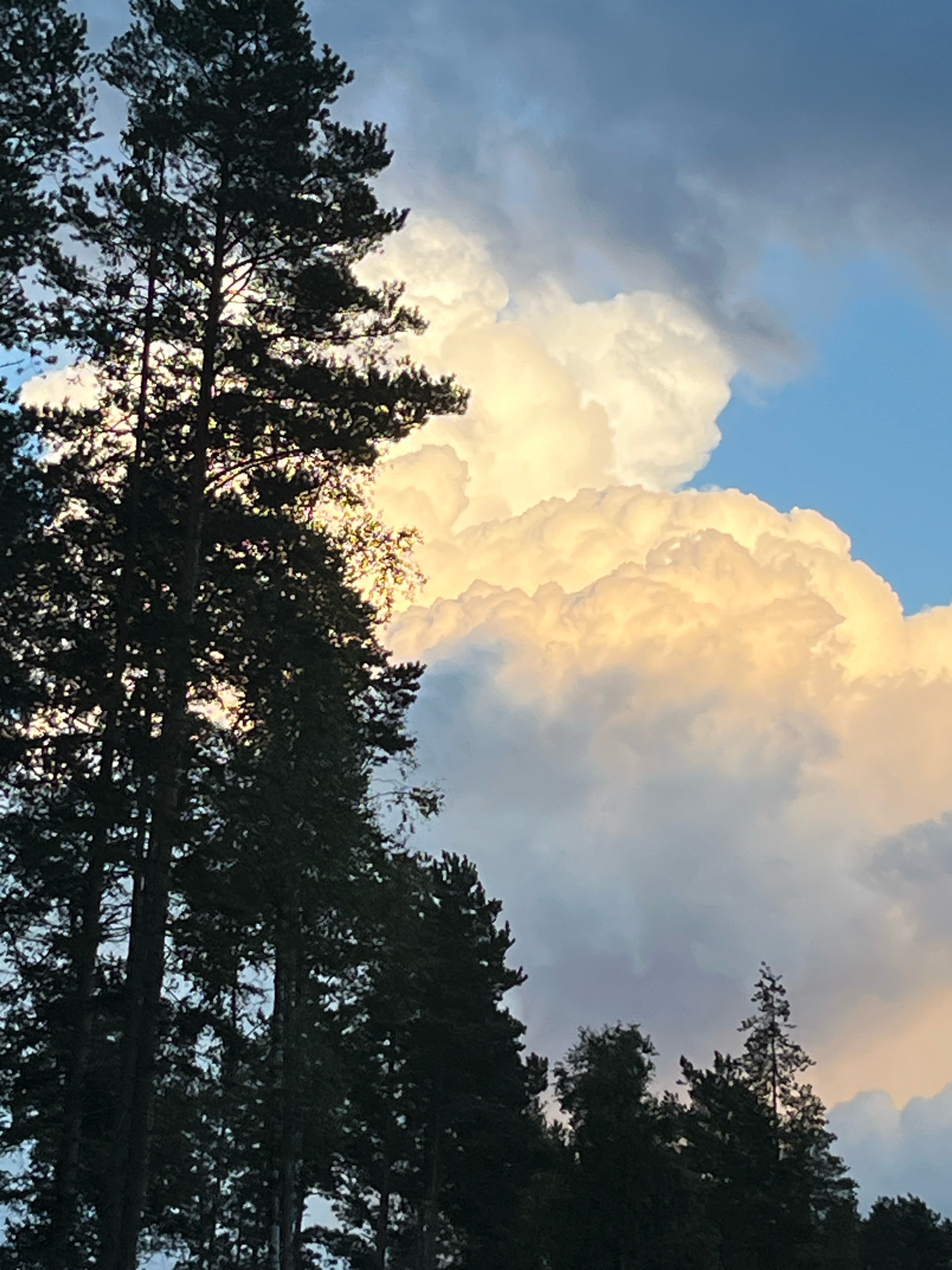 The image depicts a forest scene with tall evergreen trees in the foreground, silhouetted against a dramatic sky. The trees, predominantly pine, are densely packed and their dark green foliage contrasts sharply with the bright, fluffy clouds that dominate the background. The clouds are illuminated by sunlight, appearing in shades of white, yellow, and orange, suggesting either sunrise or sunset. Parts of the sky are a clear blue, interspersed with darker, more ominous grey clouds. The overall impression is one of natural beauty and a powerful sky. There are no people or animals visible in the image, nor any man-made structures. The scene is natural and undeveloped. The image is a photograph taken from a low angle, looking upwards towards the sky and the tops of the trees.