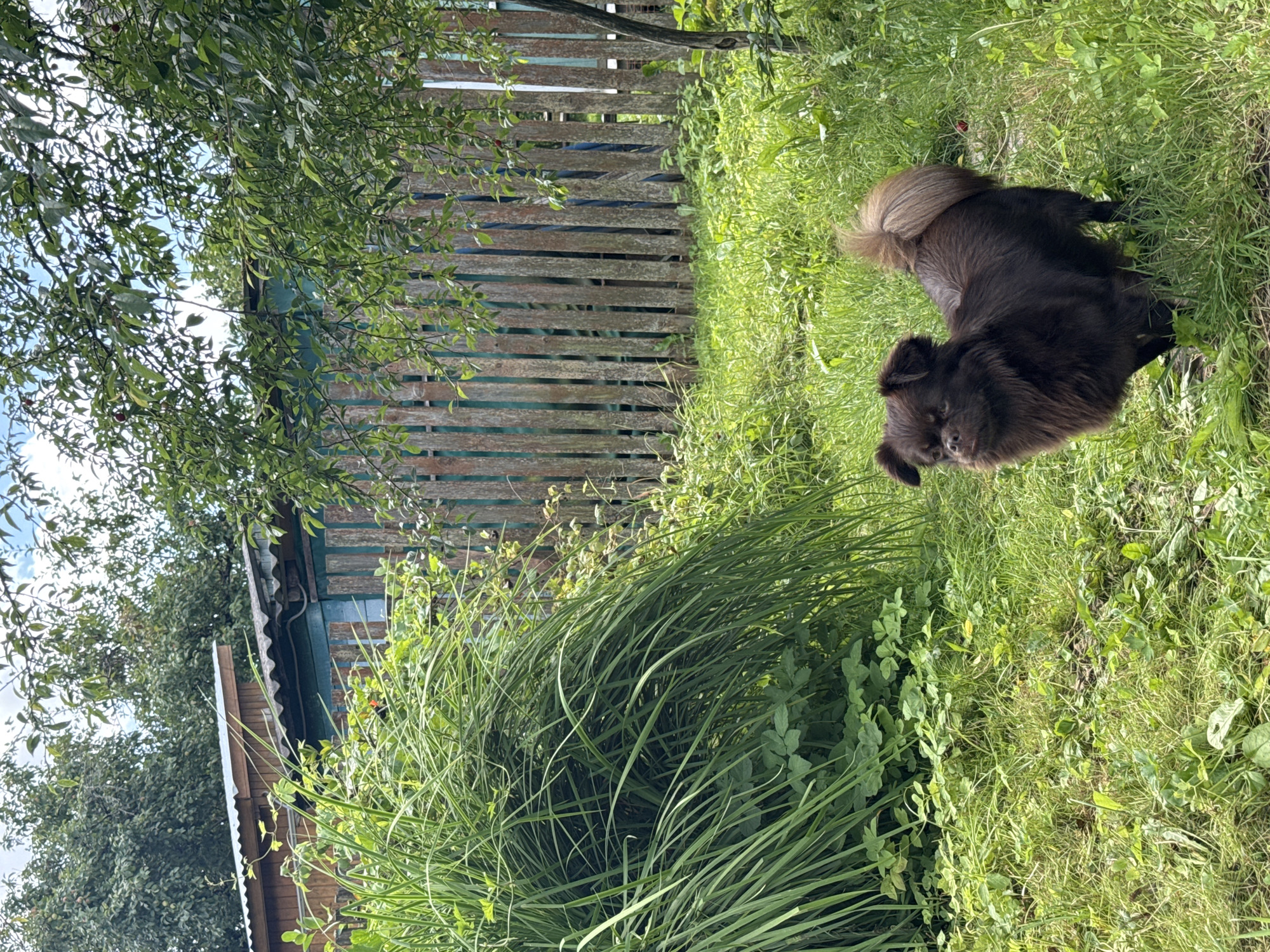In the city of Krasnaya Presnya SNT, Russia, a small, dark brown, fluffy dog stands in a grassy yard. The dog, facing left with its tail curled over its back, is positioned in front of a weathered wooden fence that runs horizontally across the background. Behind the fence, a blue structure with a corrugated metal roof is partially visible, indicating a shed or outbuilding. Lush green foliage, including tall grass and leafy plants, surrounds the dog and the fence, suggesting an outdoor, garden-like setting. The scene is bathed in natural daylight, with the sky visible through the branches of trees overhead.