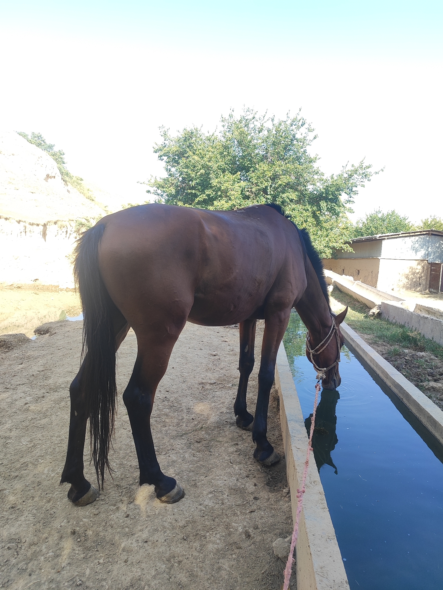 A brown horse is drinking water from a trough in the city of Sultonobod, Tajikistan. The horse is positioned on the left side of the image, with its head lowered into the water. The trough, made of concrete, stretches along the right side of the frame, filled with clear blue water. In the background, a dirt path leads to a rustic building with a corrugated metal roof and adobe walls. Lush green trees and a light blue sky complete the outdoor scene. The ground is a mixture of dry dirt and patches of grass.