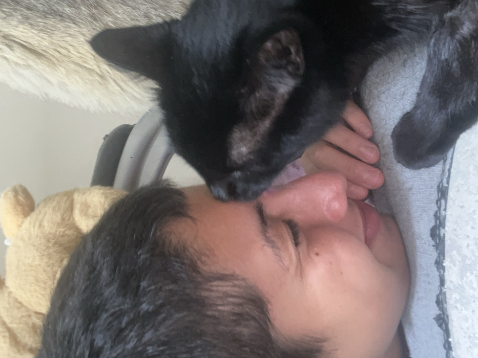An indoor close-up depicts a human and a black cat engaged in a nuzzling interaction. The human, with short dark hair and light-to-medium skin, is visible in profile on the left, wearing a grey garment. Their right eye is mostly closed, and a subtle smile is present. Their hand is positioned beneath the cat's head. The black cat occupies the right side of the frame, pressing its head against the human's face near the nose and forehead. Two of the cat's front paws rest on the human's grey garment. In the upper background, a light brown plush toy is partially visible above the human's head, alongside a section of what appears to be a dark furniture component and a pale, textured surface. The environment is consistent with a domestic setting. The specific location within Buenos Aires, Argentina, cannot be ascertained from the image's content.