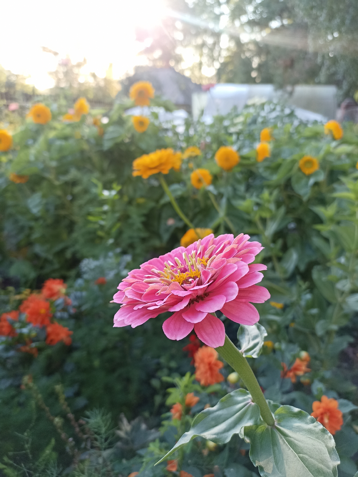 This image depicts a close-up view of a pink zinnia flower in the foreground, with its petals unfurled. The flower is in focus, showcasing its delicate structure and vibrant color. Behind the pink zinnia, a garden scene unfolds, filled with a variety of flowers and greenery. Blurry orange and yellow flowers are visible amidst lush green foliage, suggesting a well-maintained garden. The background is softly blurred, with hints of sunlight filtering through the trees, creating a warm and inviting atmosphere. The location is identified as the city of Mochische, Russia.