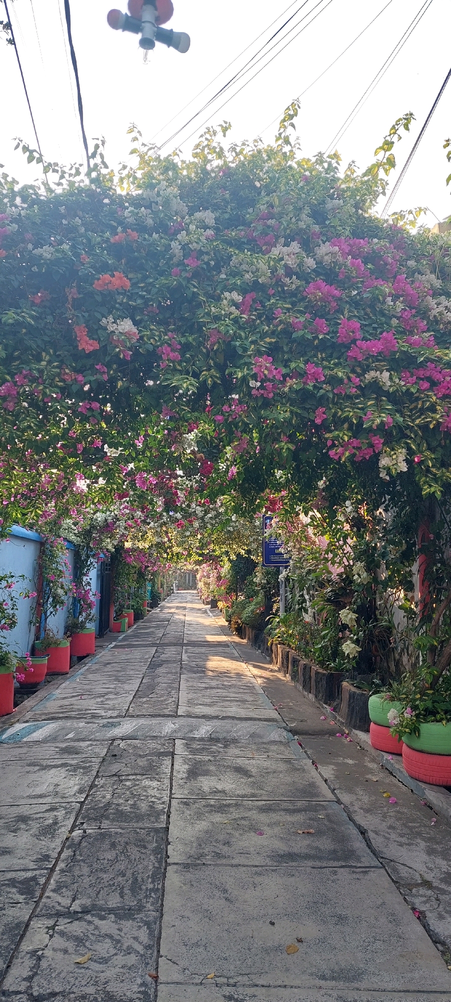 The image depicts a pathway lined with potted plants and adorned with flowering vines, creating a natural archway over the path. The pathway appears to be paved with large, rectangular concrete slabs, some of which show signs of wear and cracking. The plants are a mix of green foliage and vibrant flowers in shades of pink, white, and orange, with some potted plants on the left side of the path in red containers and on the right side in stacked, painted tires, green and red. Overhead, power lines stretch across the sky, and a light fixture is visible. The scene suggests an outdoor walkway, possibly in a residential or public garden area. The location is identified as the "Taman Bunga" (Flower Garden) in the city of Lumajang, Indonesia.
