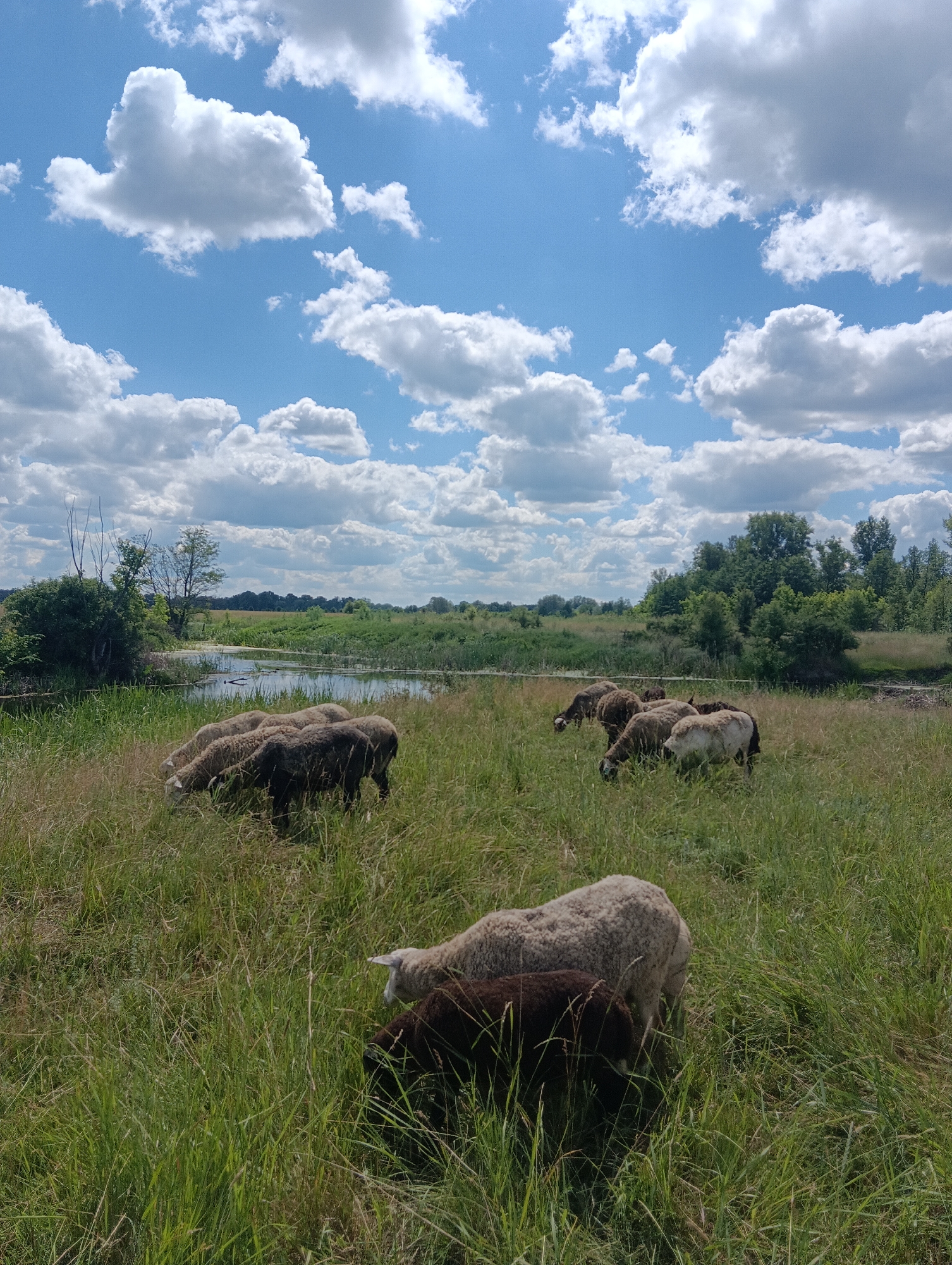 A flock of sheep grazes in a lush green field under a bright blue sky dotted with fluffy white clouds. The field slopes down to a calm body of water, possibly a pond or small lake, fringed with reeds and grasses. Trees and shrubs line the far bank of the water, creating a backdrop of green foliage. A few dead, bare branches are visible on the left side of the frame, adding a touch of natural contrast to the vibrant scene. The sheep, a mix of light and dark wool, are spread across the field, some with their heads down grazing. The overall impression is one of peaceful rural serenity.