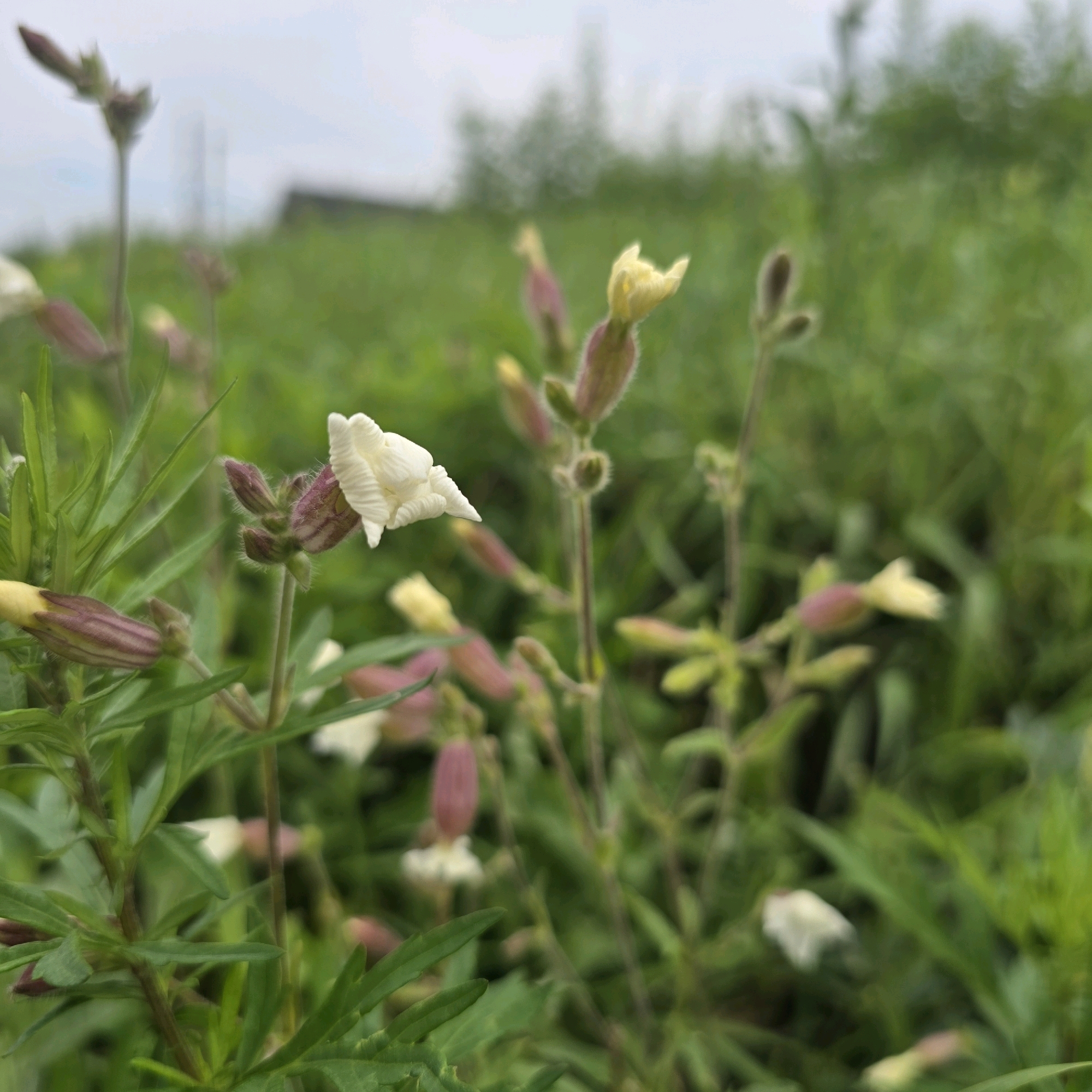 A close-up, low-angle shot depicts a patch of wild, white and yellow flowers with pinkish buds in various stages of bloom. The flowers are delicate with ruffled petals and are surrounded by tall, green grass and foliage. The background is a soft blur of green and grey, suggesting an overcast sky. There are no people or animals visible in the image. The setting appears to be a natural outdoor environment, likely a meadow or roadside verge. The general impression is one of a serene, natural landscape. The specific location in Belokurikha, Russia, cannot be determined from the image alone, as it depicts a generic natural scene.