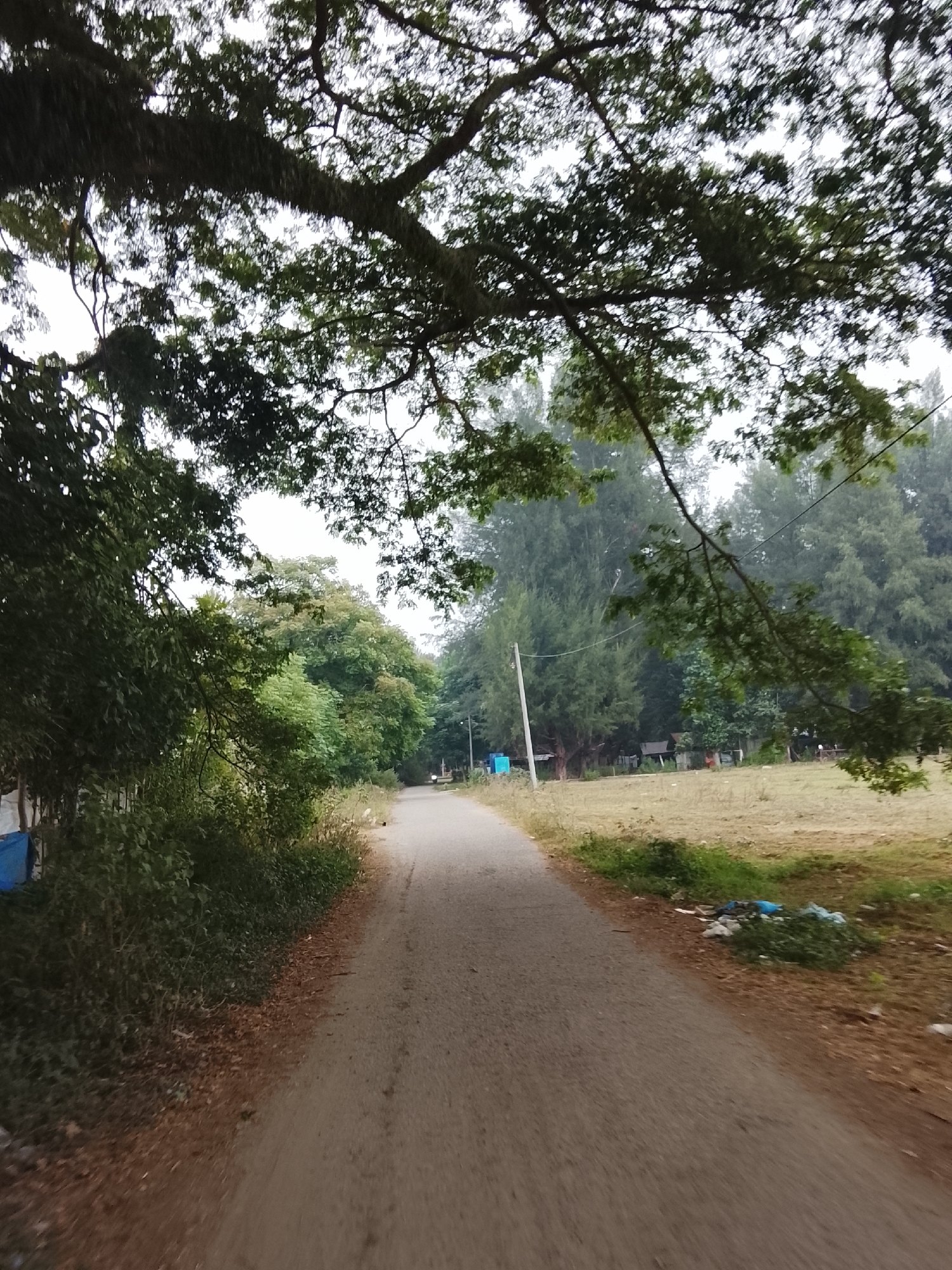 The image depicts an asphalt road passing through a rural or semi-rural area. The road is flanked by vegetation, including trees and bushes. On the left side of the road, there are dense green bushes and a small blue tarp or structure. Further down the road on the left, a utility pole is visible. The right side of the road features a dry, grassy field with some scattered debris, including plastic bags. In the background, a dense line of tall, slender trees forms a backdrop. Overhead, large tree branches with lush green leaves extend over the road, partially obscuring the sky. The overall atmosphere suggests a natural setting, possibly on the outskirts of a town. The scene is devoid of any people or visible animals.