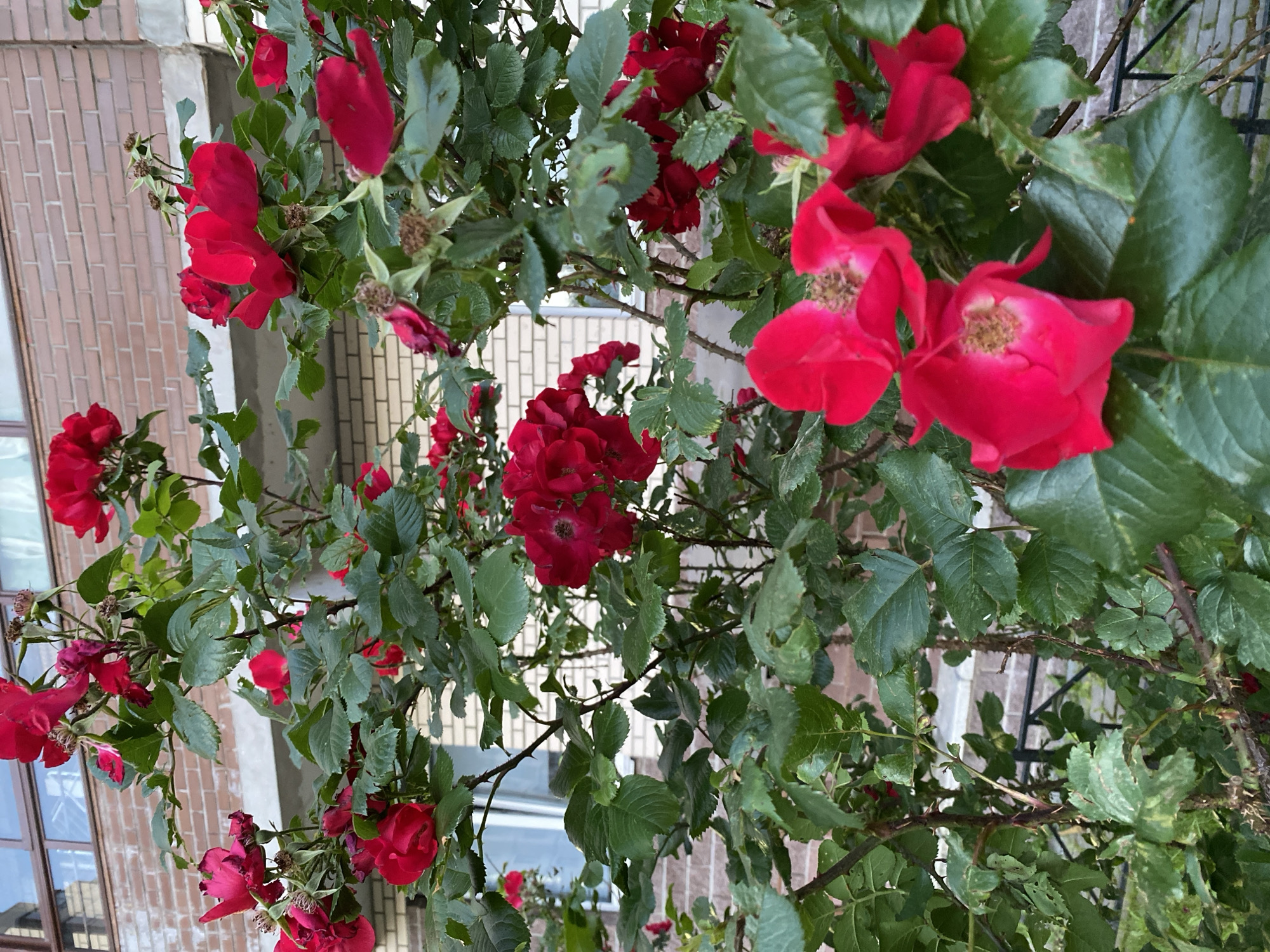 A close-up, eye-level, vertical shot showcases a dense bush of vibrant red roses in full bloom against a brick building. The roses, with their velvety petals and prominent stamens, are the primary focus, clustered together and cascading down the branches. Some flowers appear freshly opened, while others are slightly wilted, revealing spent blooms and dried seed pods. The lush green foliage of the rose bush, dotted with thorns, fills the majority of the frame, its leaves slightly obscured by the flowers and the camera's shallow depth of field. In the background, the building's brickwork, a light tan color with darker horizontal lines, is visible, along with a portion of a window with reflective glass. A concrete balcony or ledge runs horizontally across the middle of the frame, interrupting the brick facade. The scene suggests an urban setting, possibly a residential area in Kanisty, Russia, where a rose bush has been cultivated against the exterior of a building. No people or animals are present in the image.
