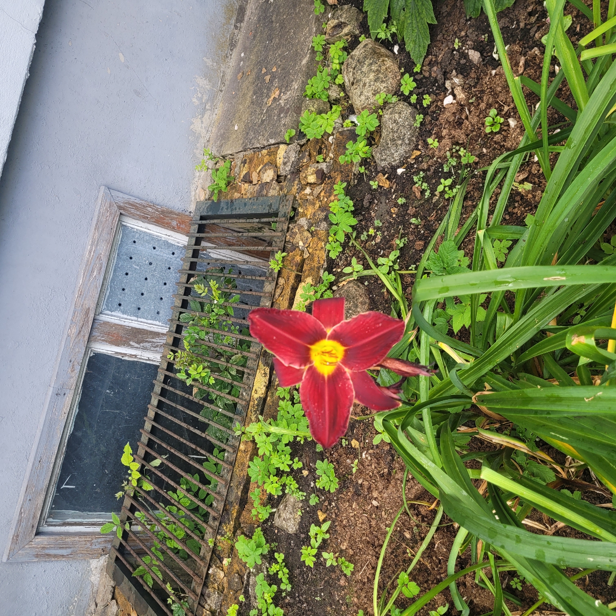An outdoor, eye-level, slightly downward-angled, full shot captures a cluster of green plants, a dark red daylily with a yellow center in the foreground, and a rusted metal grate covering a basement window set into a light gray, textured building wall. The window frame is weathered wood, and the glass panes appear aged and dirty, one with a metal plate containing small holes. Surrounding the window, the ground is composed of dark soil, small rocks, and scattered white debris. Green seedlings and larger leafy plants grow around the window grate and among the rocks. The overall impression is one of neglect, with nature encroaching on a man-made structure. The image appears to be taken in Jūrmala, Latvia, based on the contextual information provided. There are no people or animals visible in the scene.