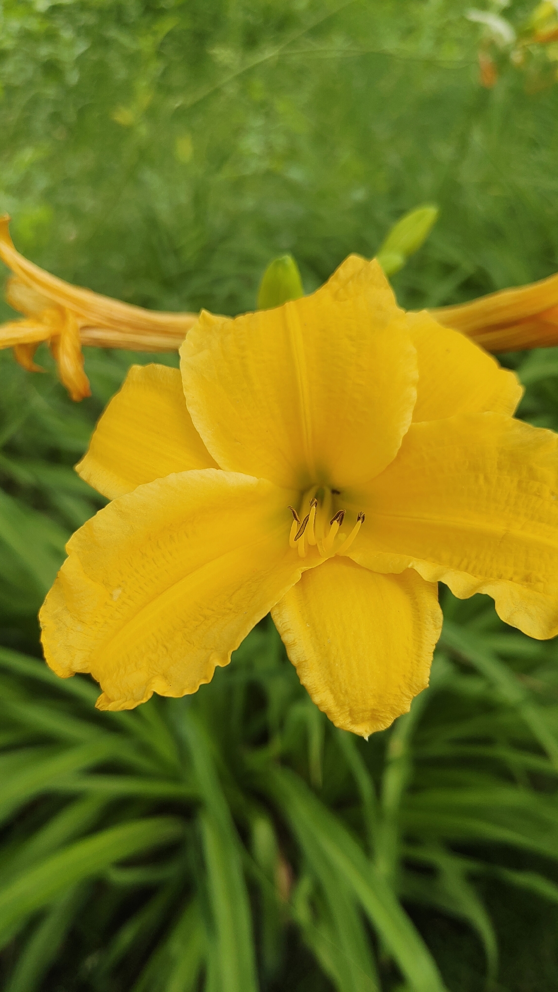A close-up, vertically oriented photograph showcases a vibrant yellow daylily in full bloom, its petals unfurling to reveal delicate stamens. The flower dominates the frame, positioned slightly off-center to the right. Its texture is finely detailed, with subtle ridges and a slightly crinkled edge on its outermost petals. In the background, lush green foliage creates a soft, blurred backdrop, with hints of other yellow flower elements suggesting a garden setting. The image does not contain any people or actions. The specific location within Krasnoyarsk, Russia, is not ascertainable from the visual information provided.