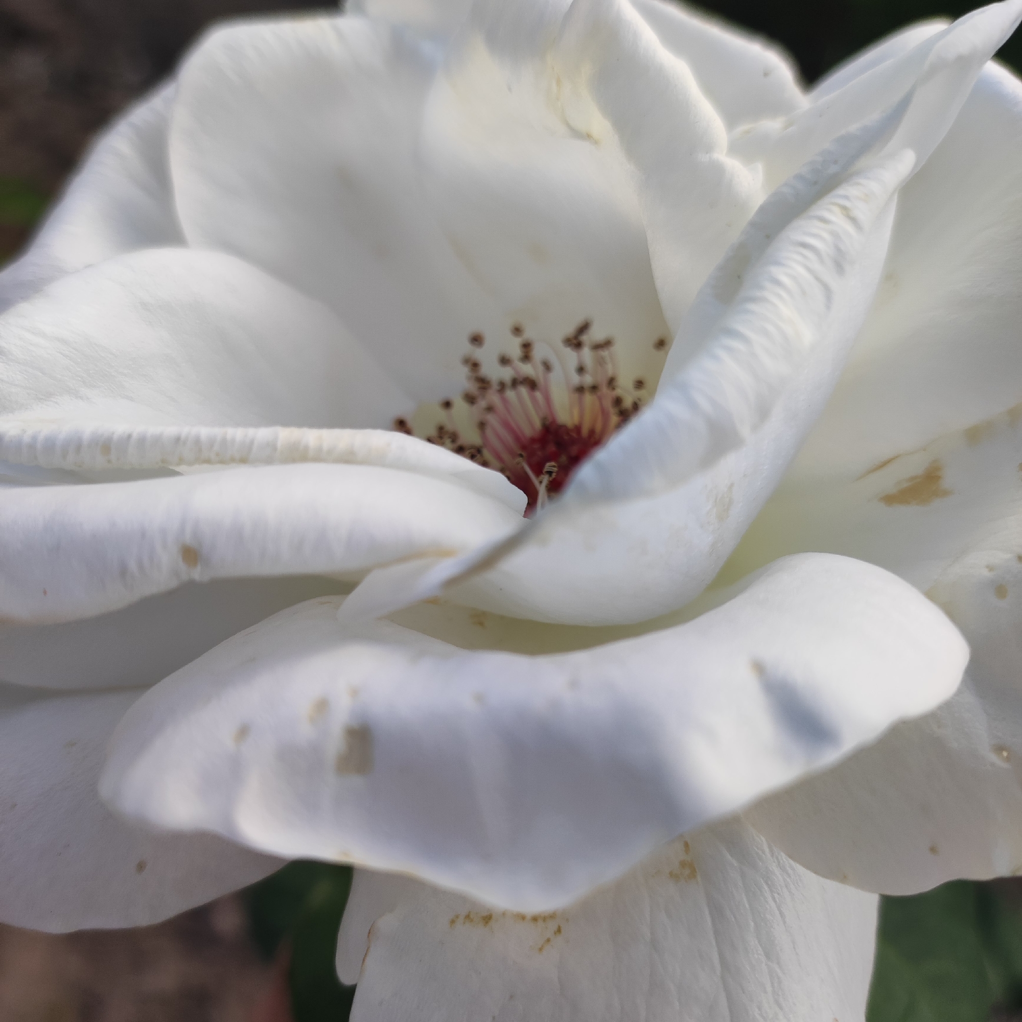 This is a close-up, shallow depth-of-field photograph of the center of a white rose. The petals are soft and layered, with some areas appearing slightly translucent and others showing delicate textures. Small, light brown spots are visible on some of the petals, suggesting age or perhaps imperfections. The center of the rose displays its stamen, which are delicate and tipped with brown anthers, surrounding a deep red pistil. The background is softly blurred, with hints of dark green foliage and earthy tones, indicating an outdoor setting. The lighting appears to be natural, possibly sunlight, given the bright highlights on the petals. The overall impression is one of delicate beauty and natural detail. There is no visible text in the image.
