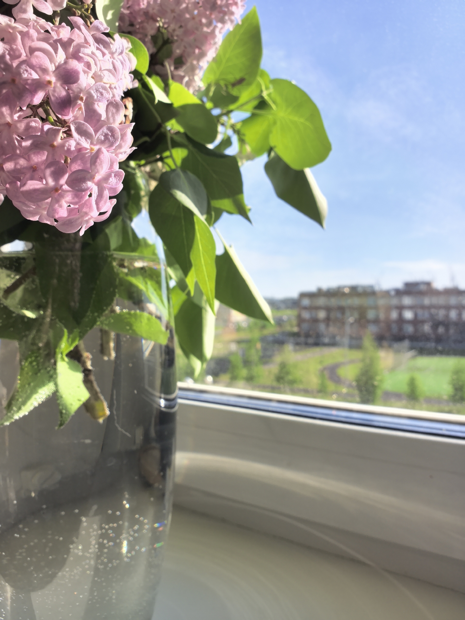 A vase of pink lilac flowers sits on a windowsill in a room with a view. The vase appears to be glass or clear plastic and is filled with water, showing bubbles on the stems and leaves of the flowers. Outside the window, a bright blue sky is visible above a landscape with green grass, trees, and a blurred multi-story brick building in the distance. This location is within the city of Фролы, Russia. The windowsill is white, and the lighting is bright and natural. The focus is primarily on the flowers in the vase.
