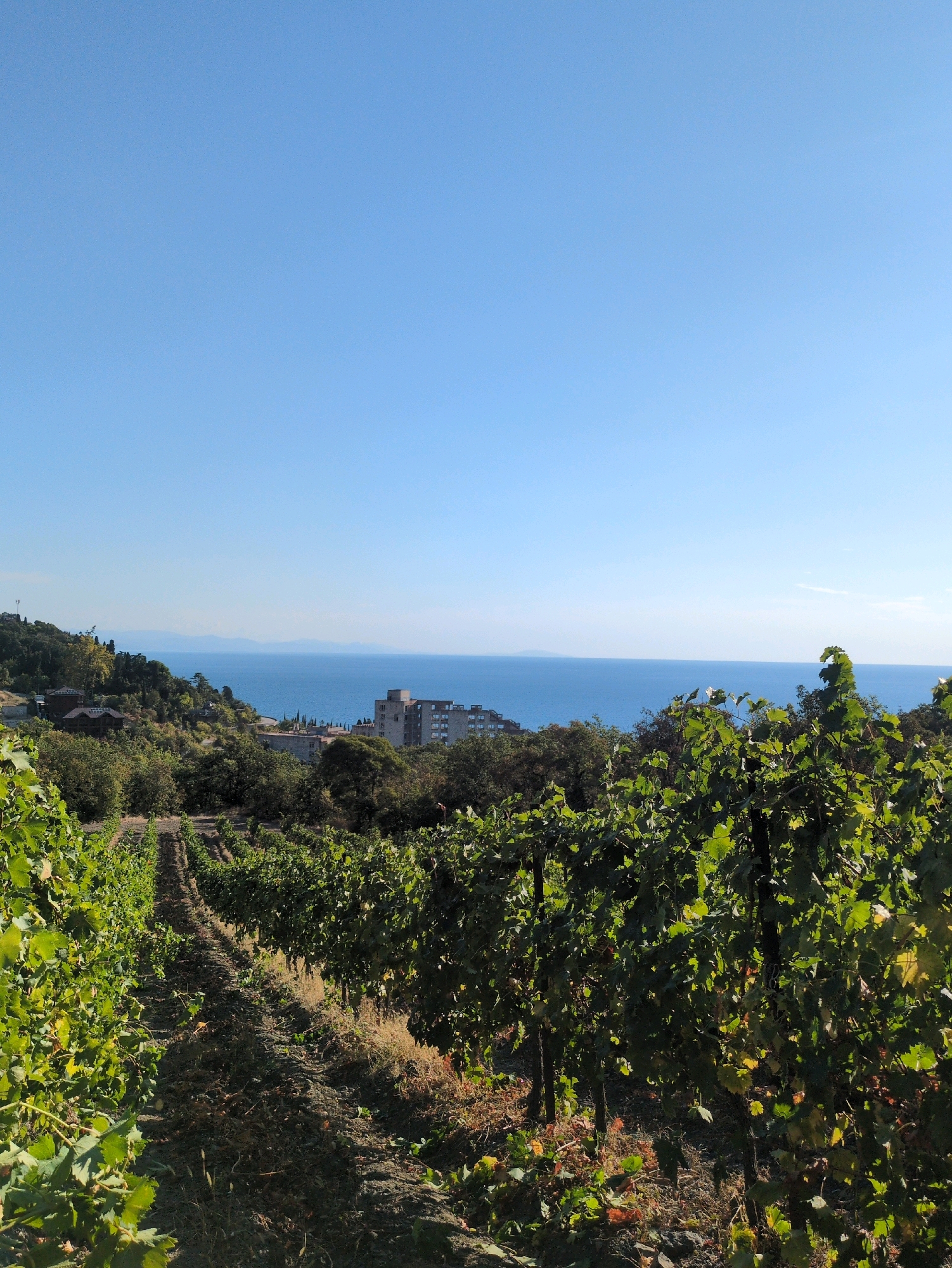 A clear blue sky stretches over a vineyard with rows of grapevines leading towards a body of water. In the distance, a hazy shoreline with some buildings is visible, including a tall, modern-looking structure. The vineyard is on a slope, with trees and greenery interspersed among the vines. The sunlight casts shadows, suggesting it is daytime.