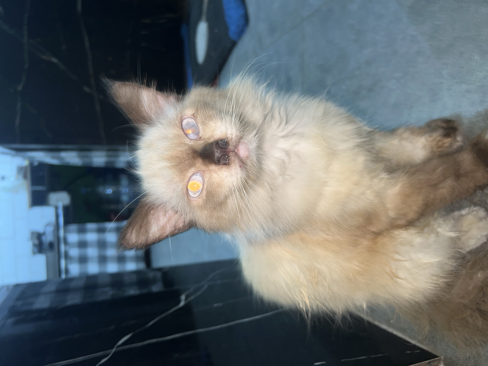 A close-up, medium shot captures a fluffy, cream-colored cat with brown points on its ears and face, sitting on a grey floor indoors. The cat's eyes are a striking yellow, with one appearing slightly clouded. Its fur is long and somewhat tousled. Behind the cat, a dark, reflective surface with vertical lines is visible on the left, and on the right, a patterned cloth is draped over what appears to be furniture. The background is out of focus, showing a hint of a tiled wall and some objects on the floor. The lighting is bright, creating a strong reflection in the cat's eyes. The scene appears to be within a residential setting in Klapanunggal, Indonesia.