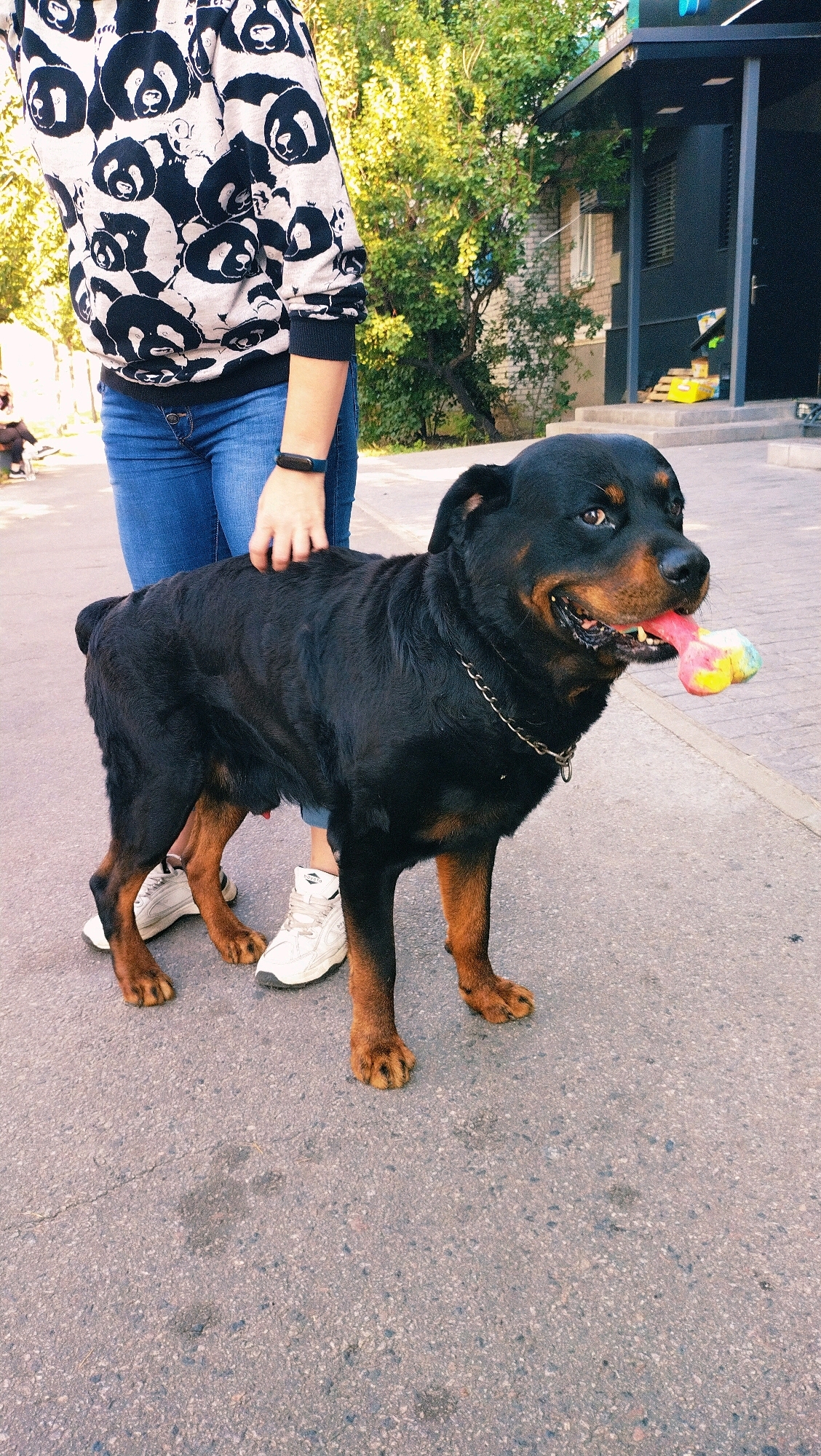 A Rottweiler dog is standing on an asphalt surface, with its owner partially visible to its left. The owner is wearing a black and white panda-patterned sweatshirt and blue jeans. The dog is holding a colorful bone-shaped toy in its mouth. The background shows a building with dark siding and some trees. The scene appears to be outdoors in a city setting, possibly Horishni Plavni, Ukraine, given the context. The lighting suggests it is daytime, with sunlight casting shadows.
