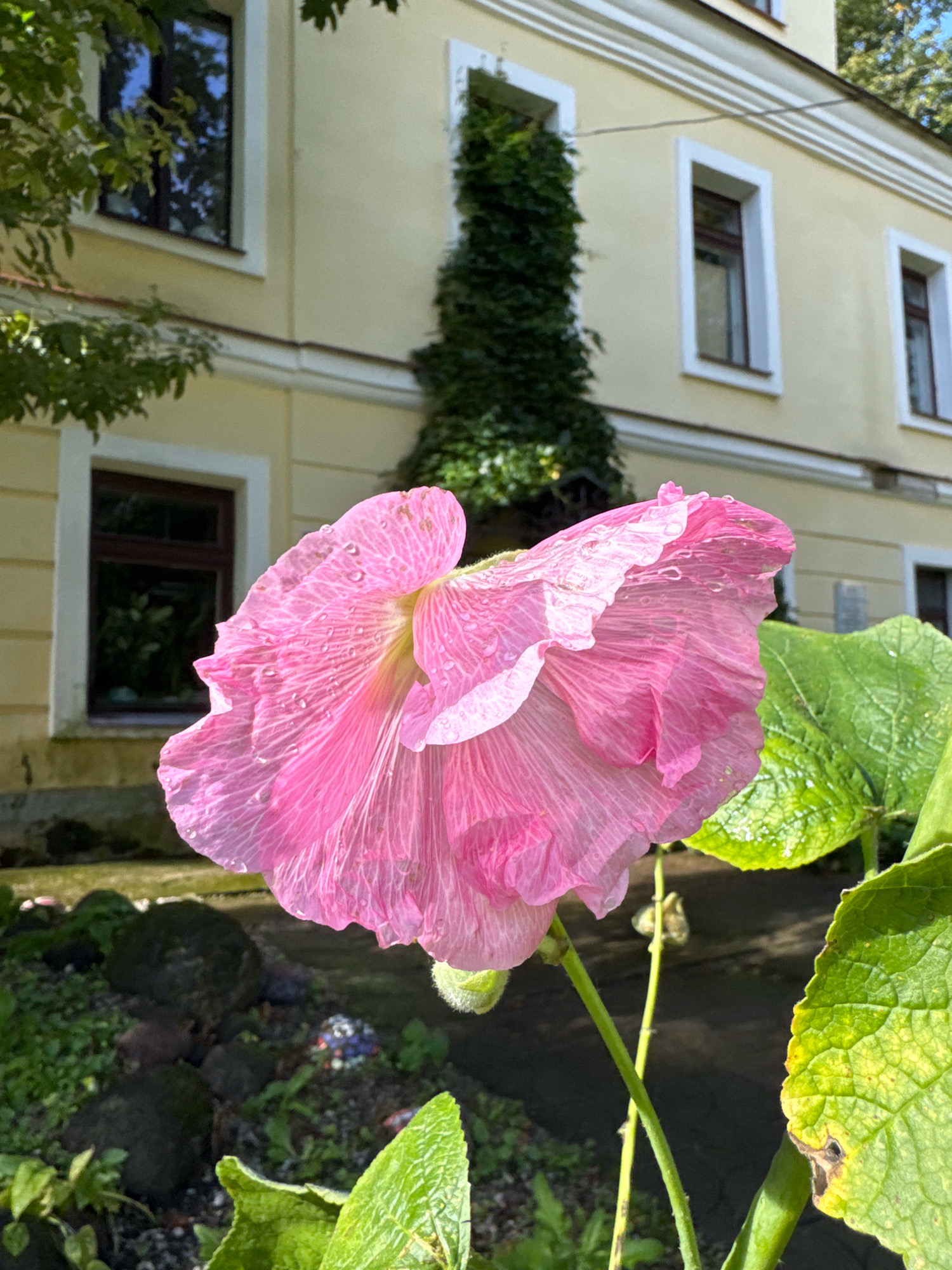 A close-up, low-angle shot focuses on a large, delicate pink flower with water droplets on its petals. The flower is in the foreground, with its petals unfurling and slightly ruffled. To the right of the flower, a large, vibrant green leaf is visible, also with water droplets. Behind the flower and leaves, a light yellow building with white-trimmed windows and a dark-tiled roof is present. A tall, dark green vine climbs the side of the building. The ground in the foreground appears to be covered with small stones, soil, and some greenery. The overall scene suggests an outdoor setting, possibly a garden or courtyard. The image was taken in Veliky Novgorod, Russia.