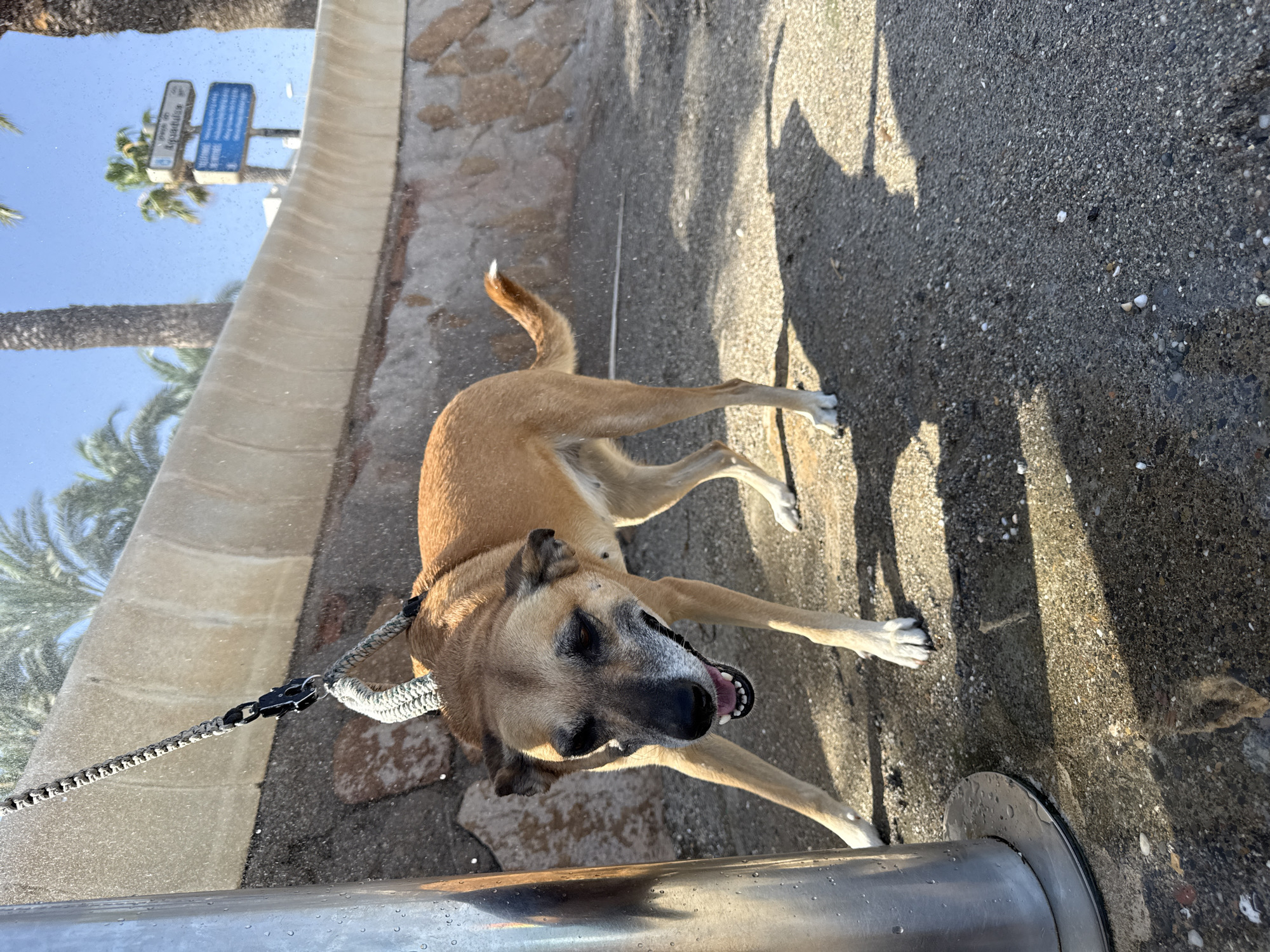 A medium-sized, tan-colored dog with black markings on its face is standing on a pebbled ground, possibly near a beach or park. The dog is leashed to a metallic pole, which is partially visible on the left side of the frame. Water is spraying from an unseen source, creating a mist in the air and wetting the ground around the dog. The dog's mouth is open, and it appears to be panting or possibly enjoying the water. In the background, there is a curved wall with stonework and palm trees, suggesting an outdoor, possibly Mediterranean, location. Signs indicating "Aguadulce" are visible in the distance, confirming the location in Spain. The lighting suggests it is daytime, with sunlight casting shadows on the ground.