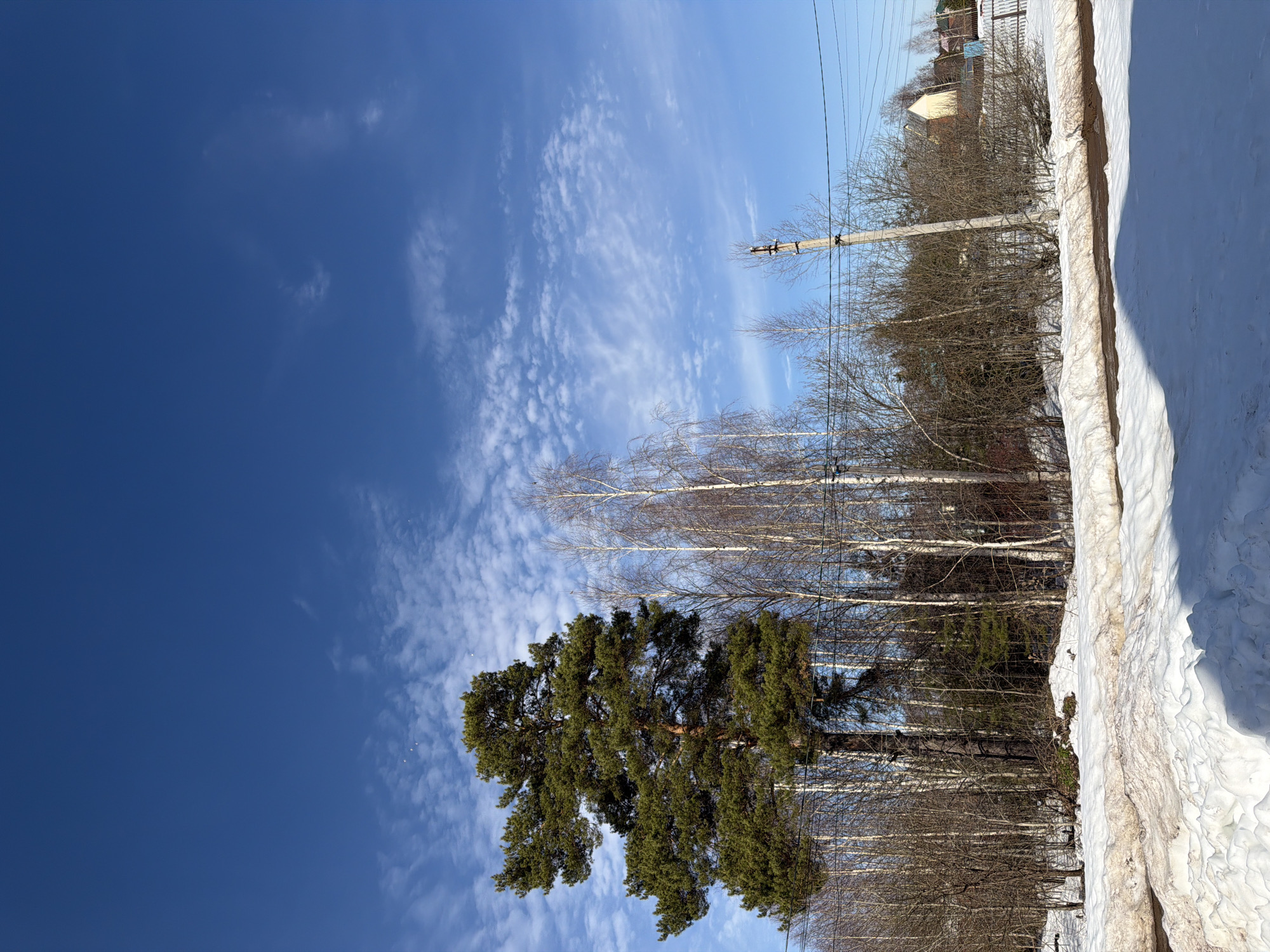 The image depicts an outdoor environment in Chaikovsky, Russia, under a clear blue sky with scattered cirrus clouds. The foreground is covered by snow, which appears heavily soiled and partially melted, revealing a strip of dark earth. A prominent, large conifer with dark green foliage stands on the left side of the mid-ground, partially obscuring the base of another tree. To its right, a cluster of tall, slender deciduous trees with white bark, likely birches, are visible, interspersed with numerous bare-branched trees and shrubs. Two utility poles are present in the mid-ground, with power lines running horizontally across the scene. The pole on the right is more distinct, featuring insulators and wiring at its top. In the distant background, beyond the tree line, several residential structures, including a light-colored house with a dark roof and a fence, are partially visible. No individuals are depicted, and no specific actions are occurring.