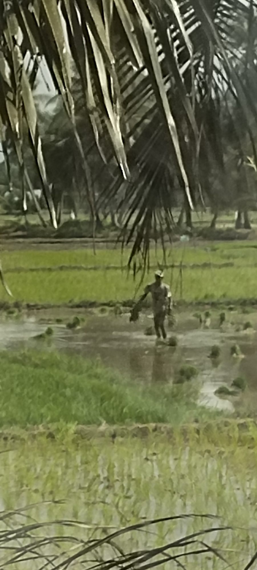 A lone farmer, likely male, is wading through a flooded rice paddy in Peurupok, Indonesia. He is bent over, carrying a bundle of rice seedlings in his left arm and is in the process of planting them. The farmer is wearing a light-colored shirt and a hat, and the water level reaches his shins. The rice paddy is lush and green, with rows of young plants visible. In the background, a line of trees can be seen, some of which appear to be coconut palms, typical of the Indonesian landscape. The foreground is partially obscured by the fronds of a palm tree, suggesting the photo was taken from beneath it. The lighting is diffused, indicating it may be overcast or late in the day.