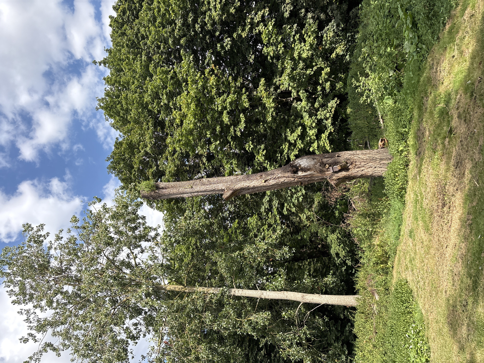 A full shot shows a hollowed-out tree trunk standing in a grassy clearing on a bright, sunny day. The tree is on the left side of the image. It is tall and thin, with a ragged top and a hollowed-out middle section, revealing some darker wood inside. The bark is rough and textured. To the left of the hollowed tree trunk, a tall, slender tree with sparse green leaves reaches toward the sky. Behind the trees, a dense wall of green foliage forms the background. The ground in front of the trees is covered in a mixture of short, dry grass and taller, greener vegetation. In the distance, a bright blue sky with scattered white clouds completes the scene. The overall impression is one of a natural, undeveloped area, perhaps a park or a nature reserve.