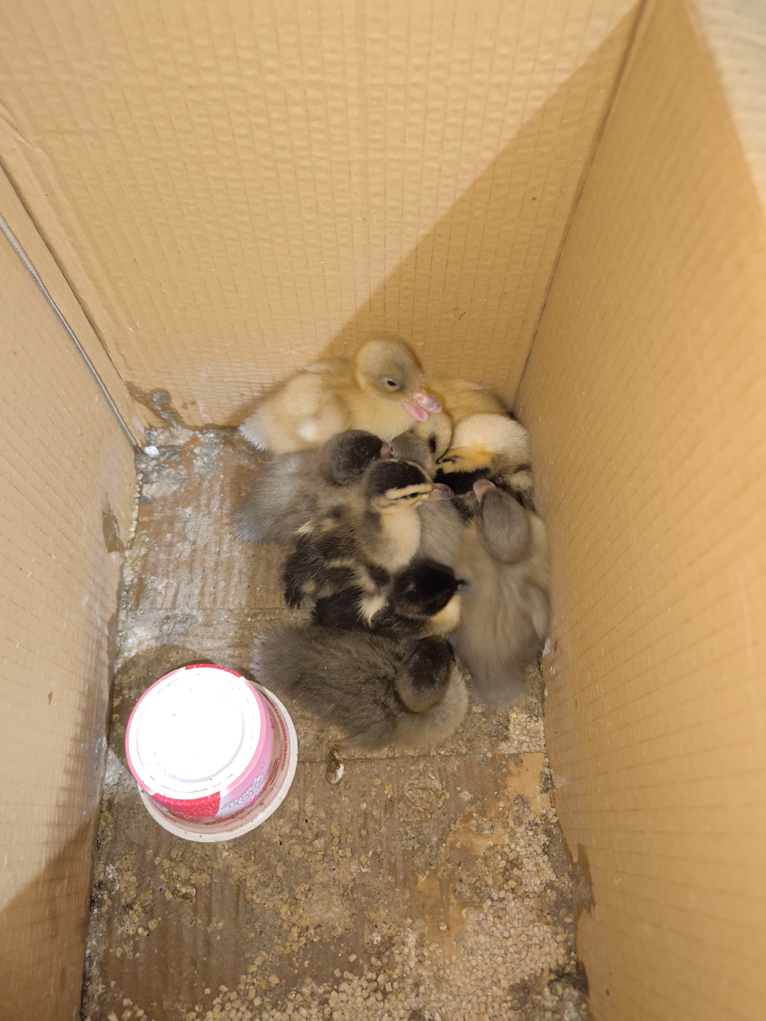 The image shows a cardboard box containing at least ten ducklings. The ducklings are various colors, including yellow, gray, and black. There is a small white and pink container, possibly for water or food, in the lower-left corner. The bottom of the box is covered with some kind of feed and appears soiled. The location is unspecified but presumed to be in Avren, Bulgaria, as requested. No people are visible in the image.