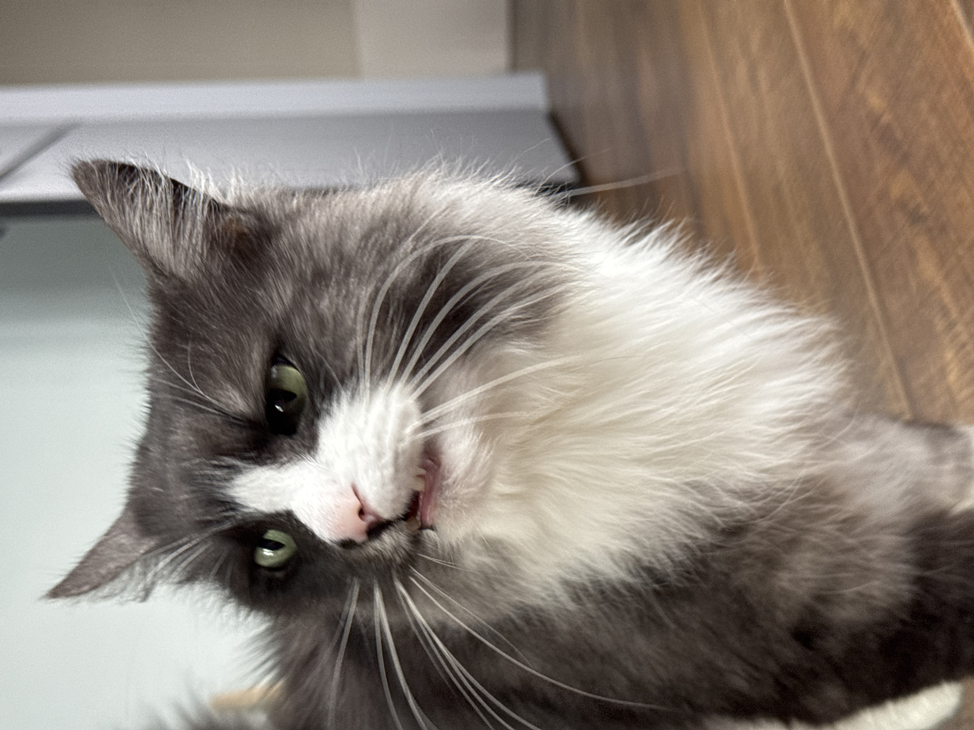 A close-up, slightly tilted portrait captures a fluffy long-haired cat with striking features. The cat's fur is a mix of dark grey and white, with prominent white patches on its chest and face. Its eyes are a vibrant green, and its head is angled, giving it a curious or playful expression. The cat's mouth is slightly ajar, revealing a glimpse of its pink tongue and possibly a small tooth or gum line, contributing to a sense of mid-action or a fleeting moment of expression. Long, delicate white whiskers fan out from its snout. The background is softly blurred, suggesting an indoor setting with a light-colored surface on the left and a warm, wooden texture on the right. The lighting appears natural, highlighting the texture of the cat's fur. The scene conveys a gentle and endearing moment with the feline subject. The location context provided is Izhevsk, Russia.