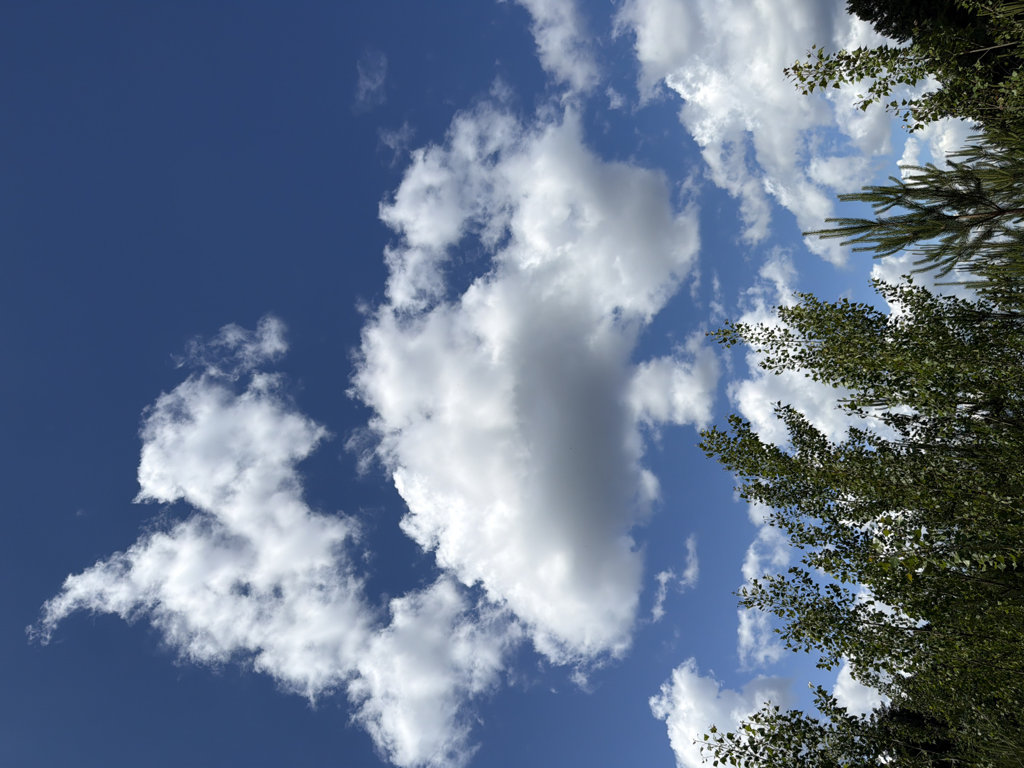 The image depicts a bright, sunny day with a deep blue sky filled with fluffy white clouds. In the foreground, a dense line of lush green trees, primarily deciduous with some coniferous saplings interspersed, stretches across the bottom of the frame. The trees are vibrant and appear healthy, with sunlight filtering through their leaves. The scene is suggestive of a natural landscape, possibly a forest edge or a park in the city of Прикамский, Russia, given the typical vegetation and clear sky often found in the region during fair weather. There are no people or animals visible in the image.