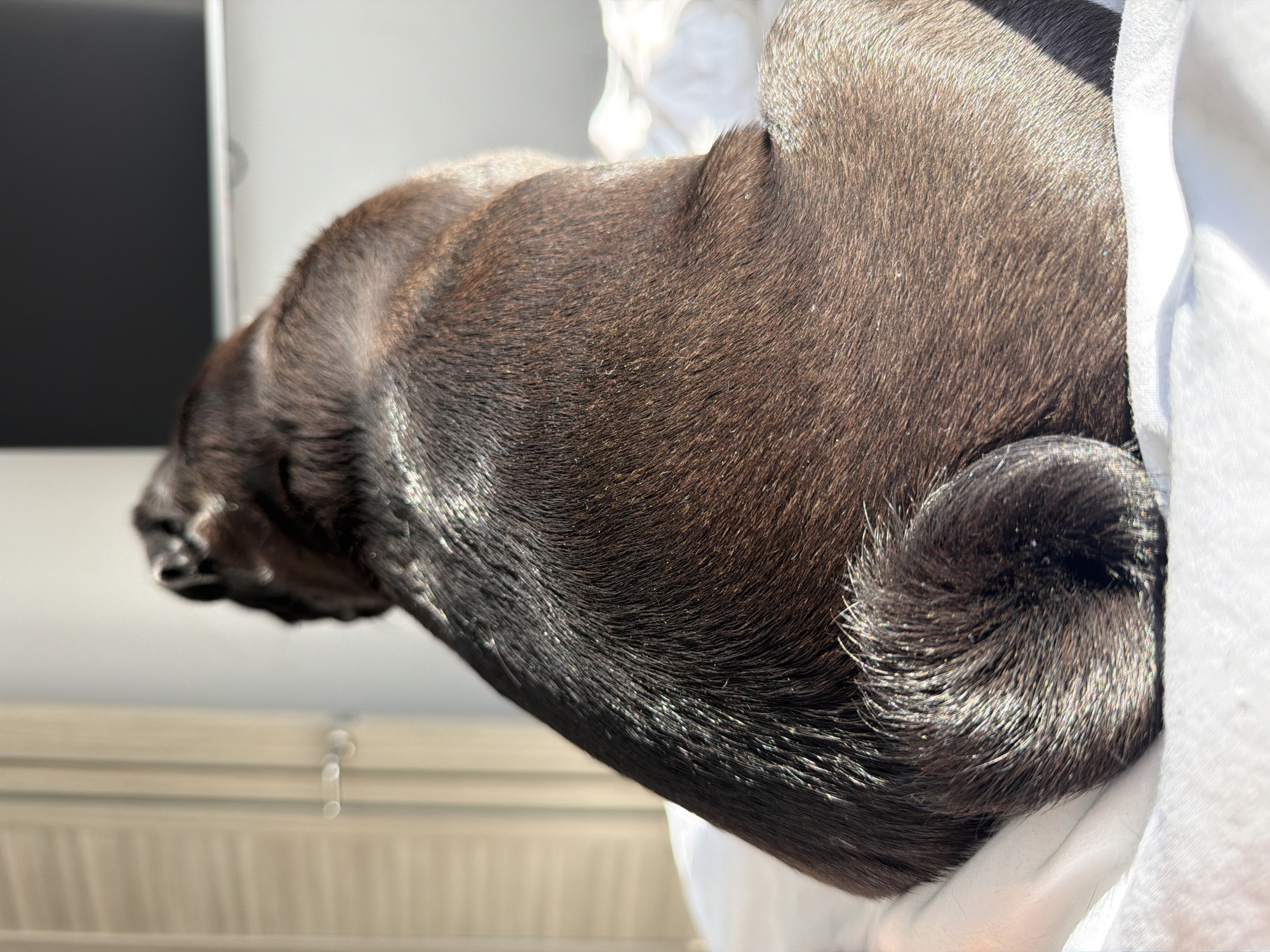 The image shows the back of a black pug sitting on a white surface, likely a bed. The dog's fur is dark brown and appears to be catching the light, creating a shimmering effect. The pug's tail is curled around its hindquarters. The background is blurred, but suggests an indoor environment with natural light coming from the left, casting shadows and highlighting the dog's coat. A closet or wardrobe with vertical paneling is visible on the left side of the frame, and a dark, rectangular object, possibly a screen or monitor, is present in the upper right. The environment does not provide any specific indicators of being in Sirius, Russia.