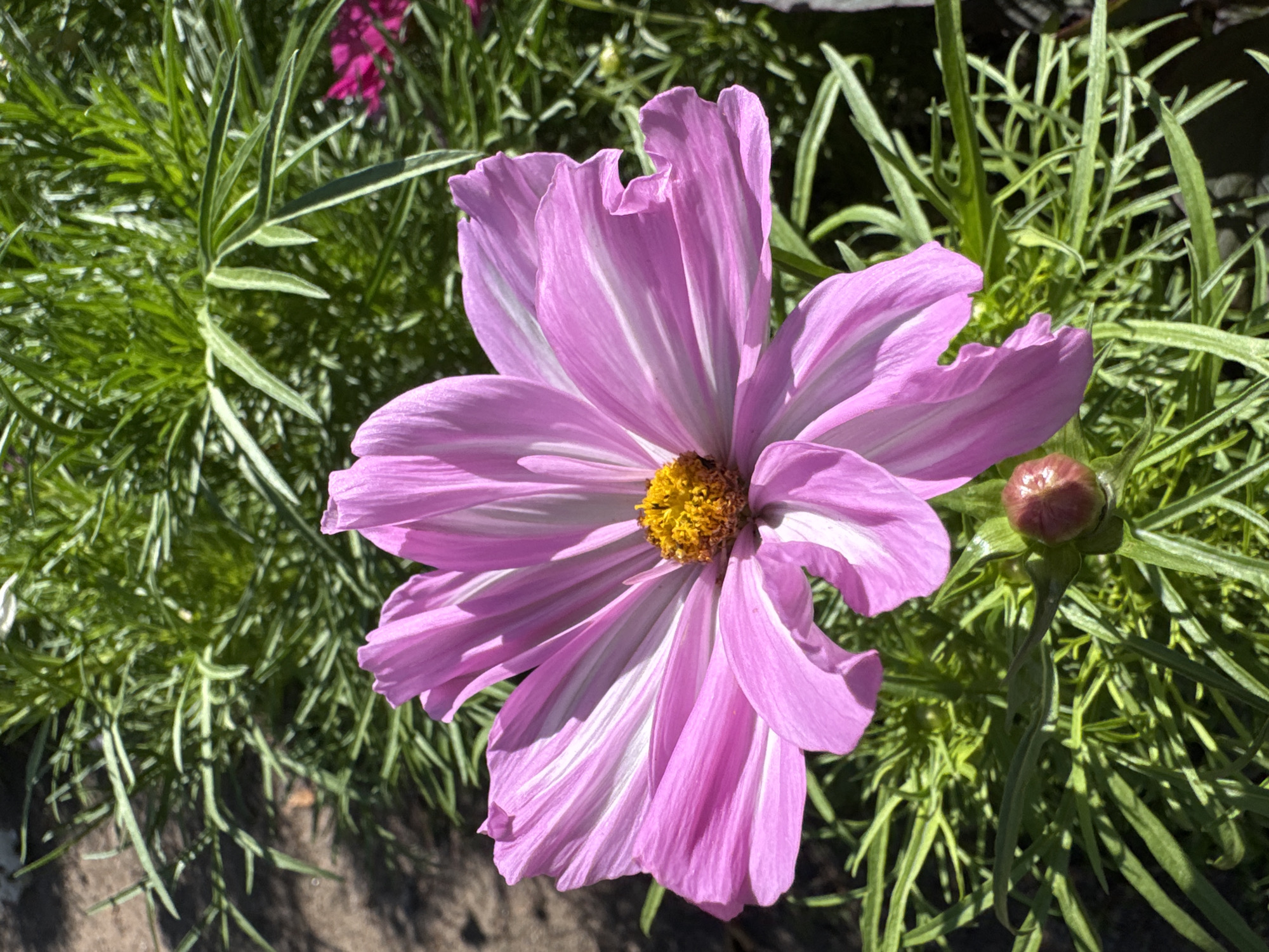 A single pink cosmos flower with white stripes on its petals is in focus in the center of the image. The flower has a yellow center. The background is filled with green foliage and some darker areas that could be soil or shadows. There is also a closed bud of a pink flower visible at the bottom of the image. The lighting suggests it is daytime. The location of this image is not specified in the original prompt.