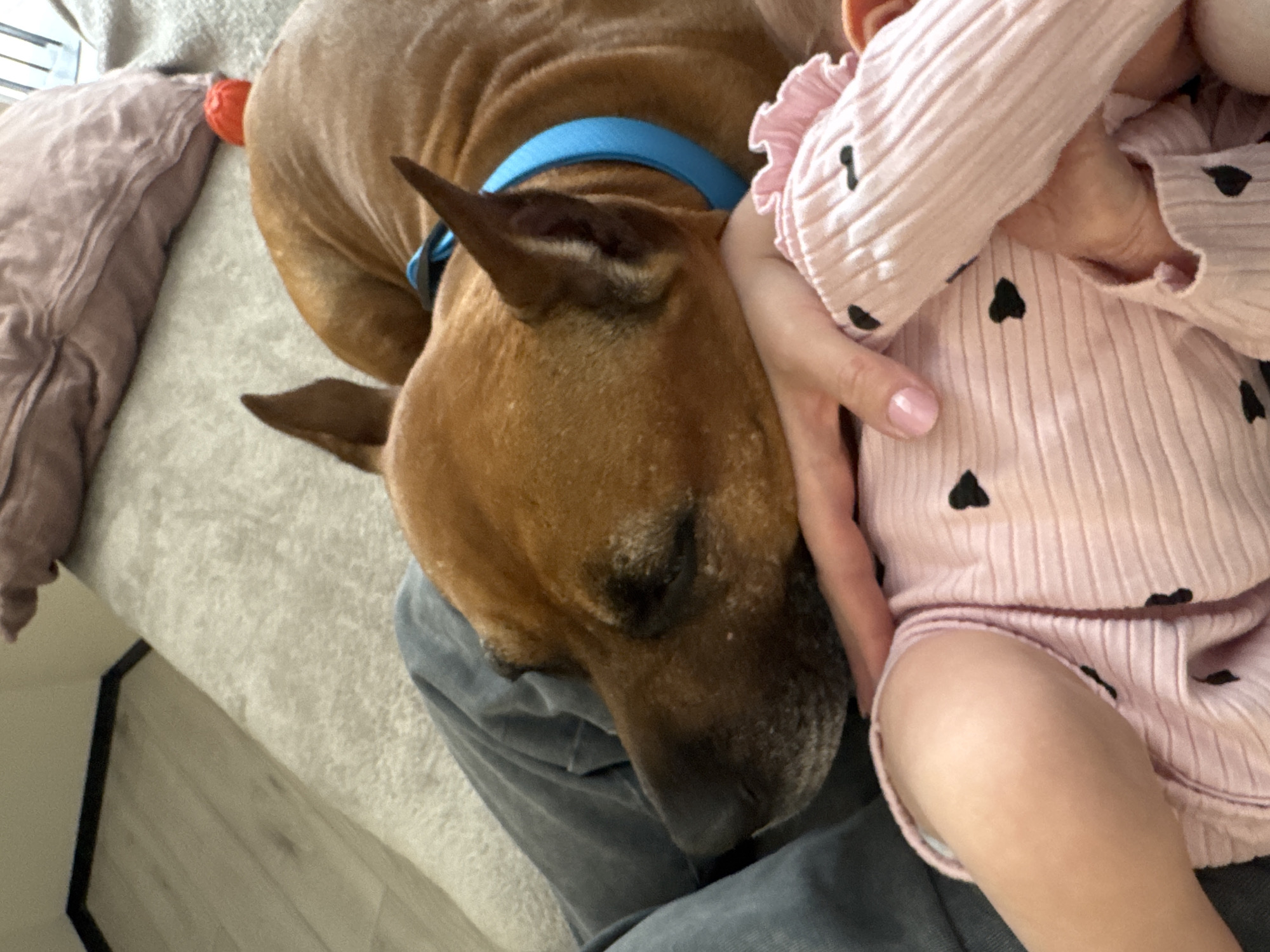 This image, taken in Sofiivska Borshchahivka, Ukraine, captures an intimate indoor moment featuring a dog, a baby, and an adult. The central subject is a brown dog with short fur and pointed ears, wearing a bright blue collar. The dog appears to be resting or sleeping, with its head comfortably placed on what seems to be a person's lap, clad in grey pants.
To the right, a baby is visible, dressed in a light pink, ribbed outfit patterned with small black hearts. An adult's hand, with manicured light pink nails, gently rests on the baby's arm, suggesting a protective or affectionate gesture. Part of the baby's leg is also visible.
In the background, a soft, light-colored blanket or couch provides a comfortable setting. A light purple or dusty pink pillow is seen on the left, next to which a small, bright orange dog toy is partially visible. The lighting suggests it is daytime indoors, contributing to the calm and peaceful atmosphere of the scene. No text is visible in the image.