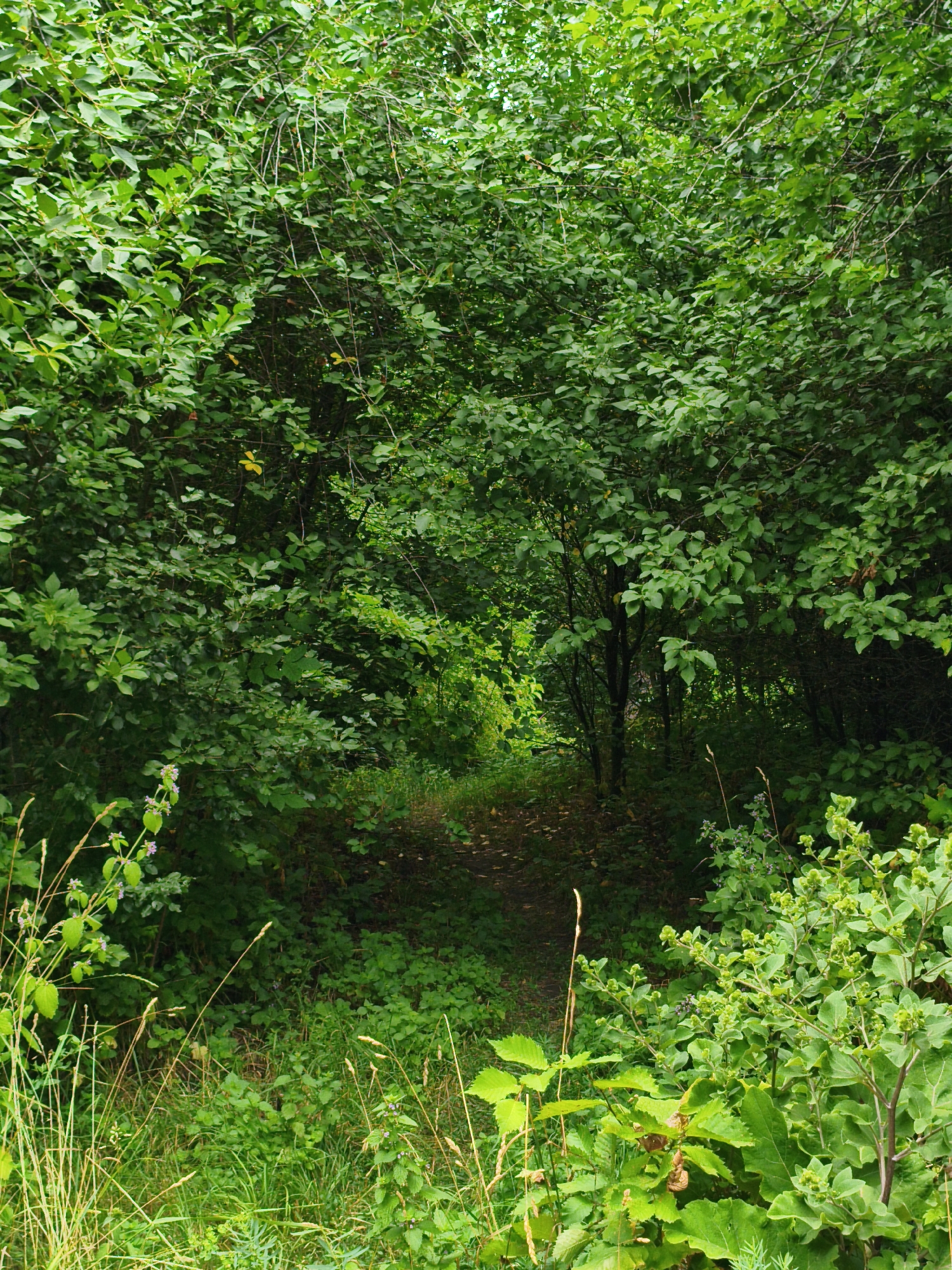 An overgrown, shaded dirt path winds through dense green foliage. The path, visible in the center of the frame, is dappled with sunlight. The surrounding vegetation is lush and varied, with a mix of trees and undergrowth creating a thick canopy overhead. The image captures a natural, wild setting. This scene is located in the city of Ustyvytsia, Ukraine.