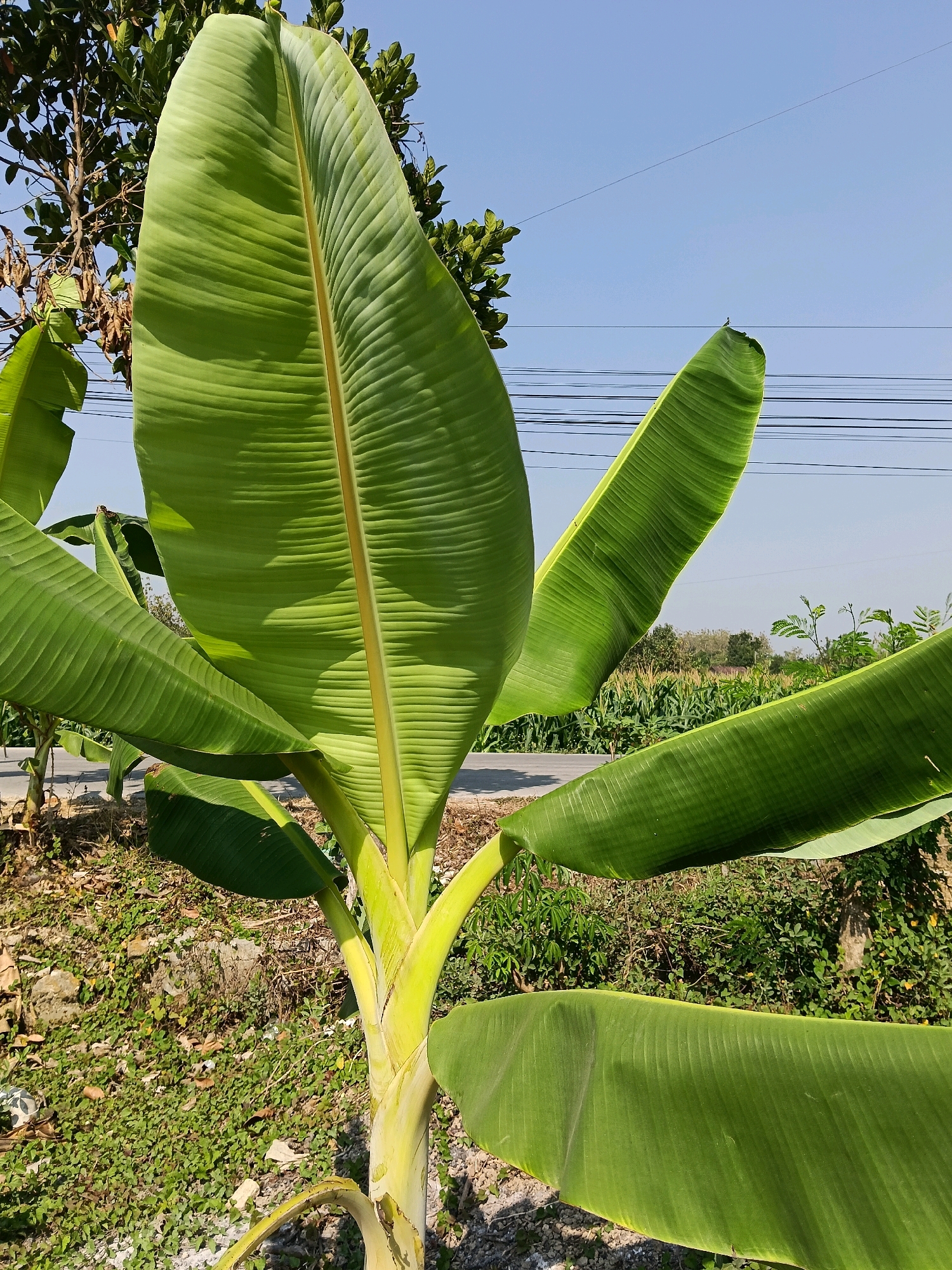 A close-up, eye-level shot features the vibrant green leaves of a banana plant. The large, elongated leaves, characteristic of the plant, are the primary subject, unfurling and overlapping against a clear blue sky. Their prominent veins are visible, adding texture and depth. In the background, a field of tall, green crops, possibly corn, stretches towards a hazy horizon. A paved road runs diagonally across the scene, and utility wires are strung overhead, suggesting a rural or semi-urban setting. The ground is covered with dry leaves and sparse green vegetation. The image appears to have been taken outdoors on a sunny day. The scene is devoid of any human presence.