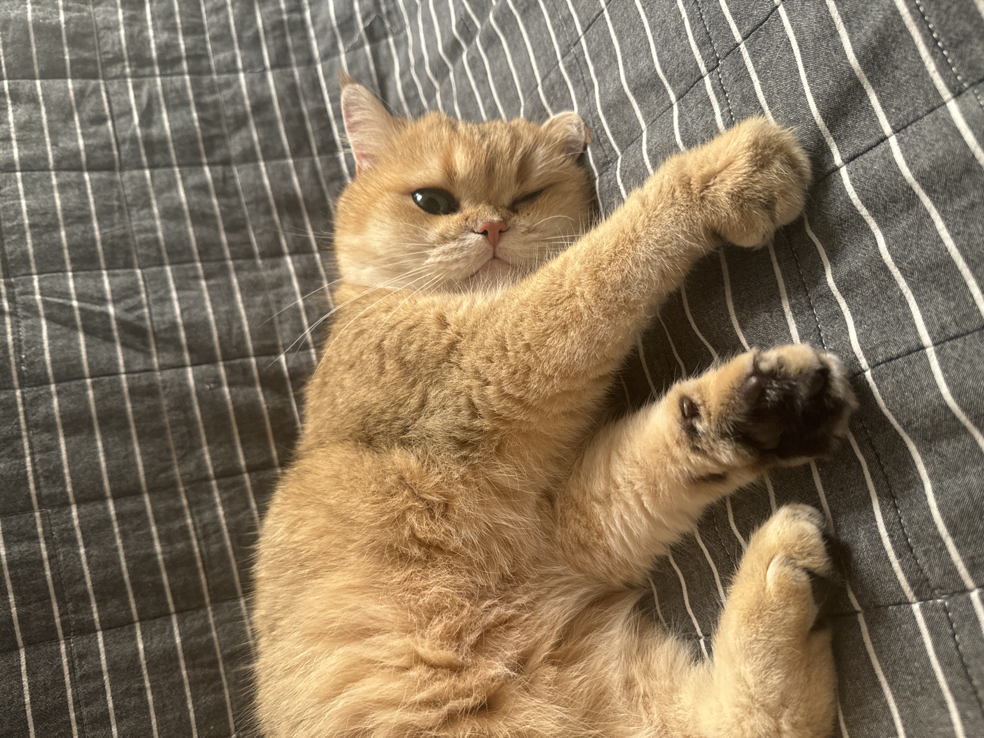 A golden-furred domestic cat is pictured in a close-up, top-down shot, relaxing on a bed or blanket with a distinctive grey and white striped pattern. The cat, likely a British Shorthair or similar breed, is lying on its back with its body and paws casually spread out. Its fur is a rich golden-orange, and its visible paw pads are dark.
The cat is in a state of relaxation, possibly stretching or just waking up. Its expression is particularly notable: one eye is open and looking towards the viewer, while the other is closed in a playful wink. Its pink nose and prominent whiskers are clearly visible. One front paw is extended upwards and slightly towards the left of the frame, while its other paws are curled comfortably.
The setting is indoors, strongly suggested by the patterned bedding, and appears to be a bedroom. The lighting is soft and natural, indicating daytime, possibly morning or afternoon. No specific external weather conditions can be discerned. The cat's relaxed posture and playful wink convey a sense of comfort, charm, and a cheeky personality. No text is visible within the image. The location context for this scene is Odintsovo, Russia.
