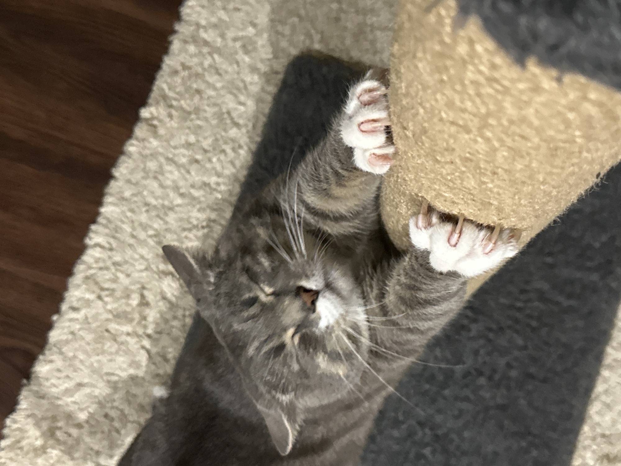 A grey tabby cat is captured in an action shot, stretching and scratching a sisal scratching post. The cat's eyes are closed, indicating a state of contentment or sleepiness. Its paws are extended, with sharp claws dug into the rough texture of the post. The cat is lying on a carpeted surface, which appears to be a rug with a textured pattern. A portion of a wooden floor is visible in the background. The lighting suggests an indoor setting.