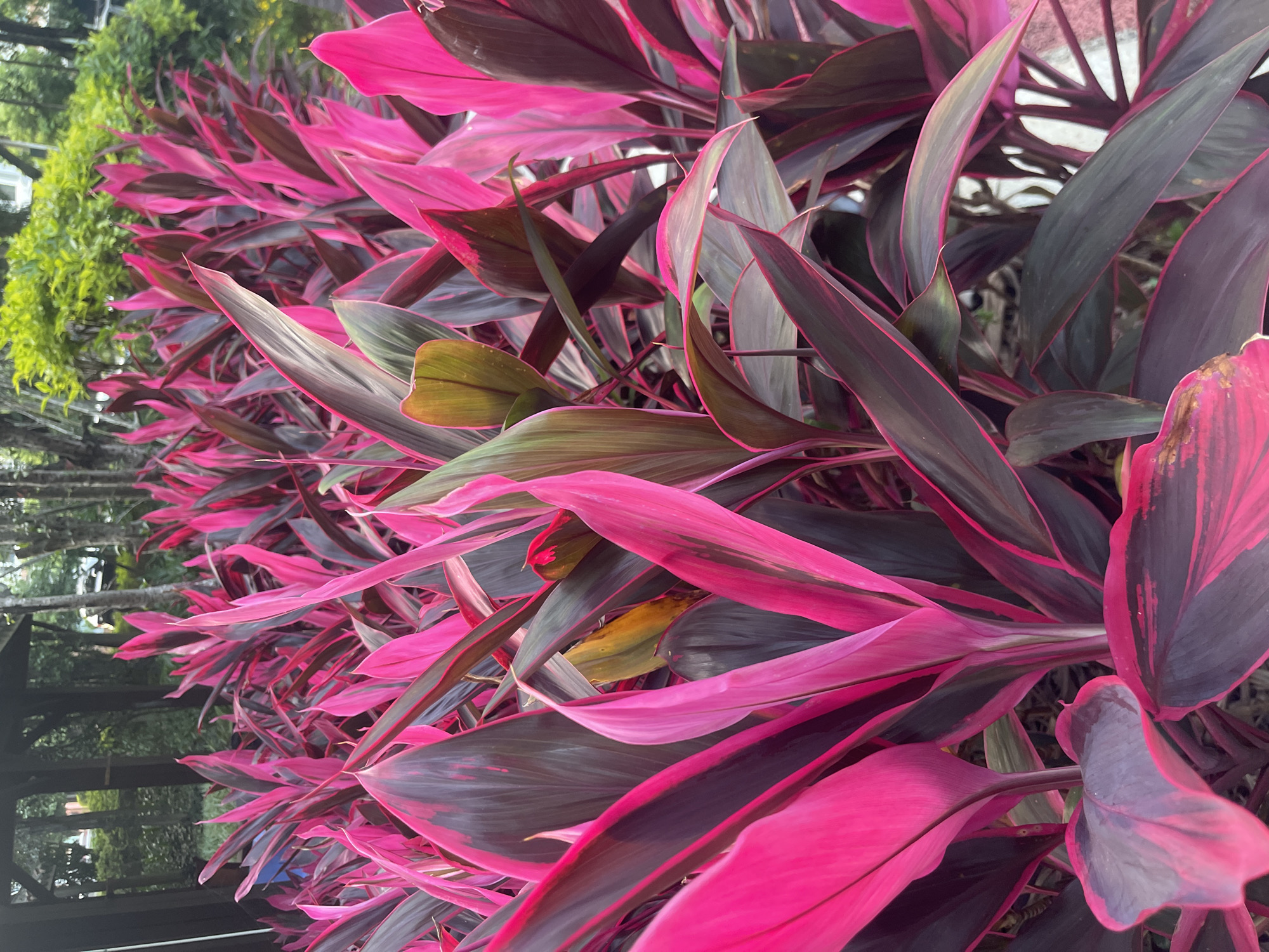 A cluster of vibrant pink and dark purple cordyline plants fill the foreground of the image. The plants are densely packed, with long, sword-shaped leaves that have a glossy sheen. The leaves are variegated, displaying a striking contrast between the deep purple-red undersides and bright pink edges and veins. The background is softly blurred, showing hints of trees, greenery, and a structure that appears to be a wooden gazebo or shelter. The lighting suggests it is daytime, possibly overcast, as there are no harsh shadows. The scene is an outdoor environment, likely a garden or park.
