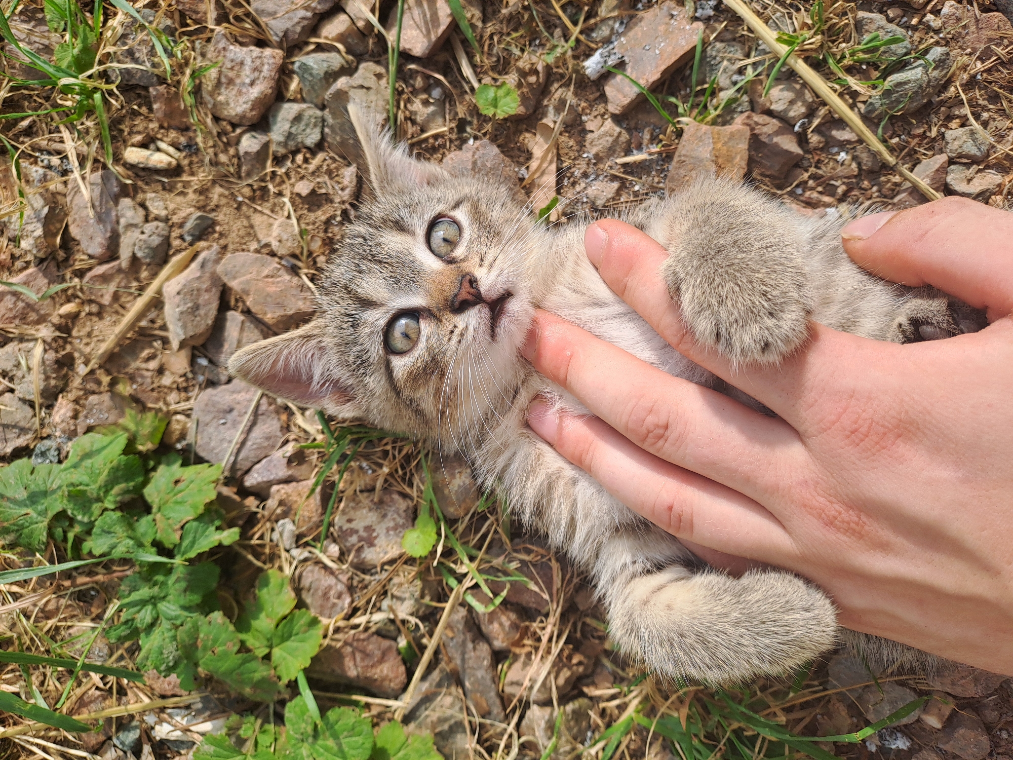 A young tabby kitten is lying on its back on a ground covered with small rocks, dirt, and sparse green vegetation. A human hand is gently petting the kitten's belly. The kitten has wide, alert green eyes and its mouth is slightly open. The background consists of more rocks and dirt, with some dry grass and green leaves scattered around. The overall scene is outdoors, under natural lighting. The image does not provide any information about the specific location within the city of Chrudim, Czechia.
