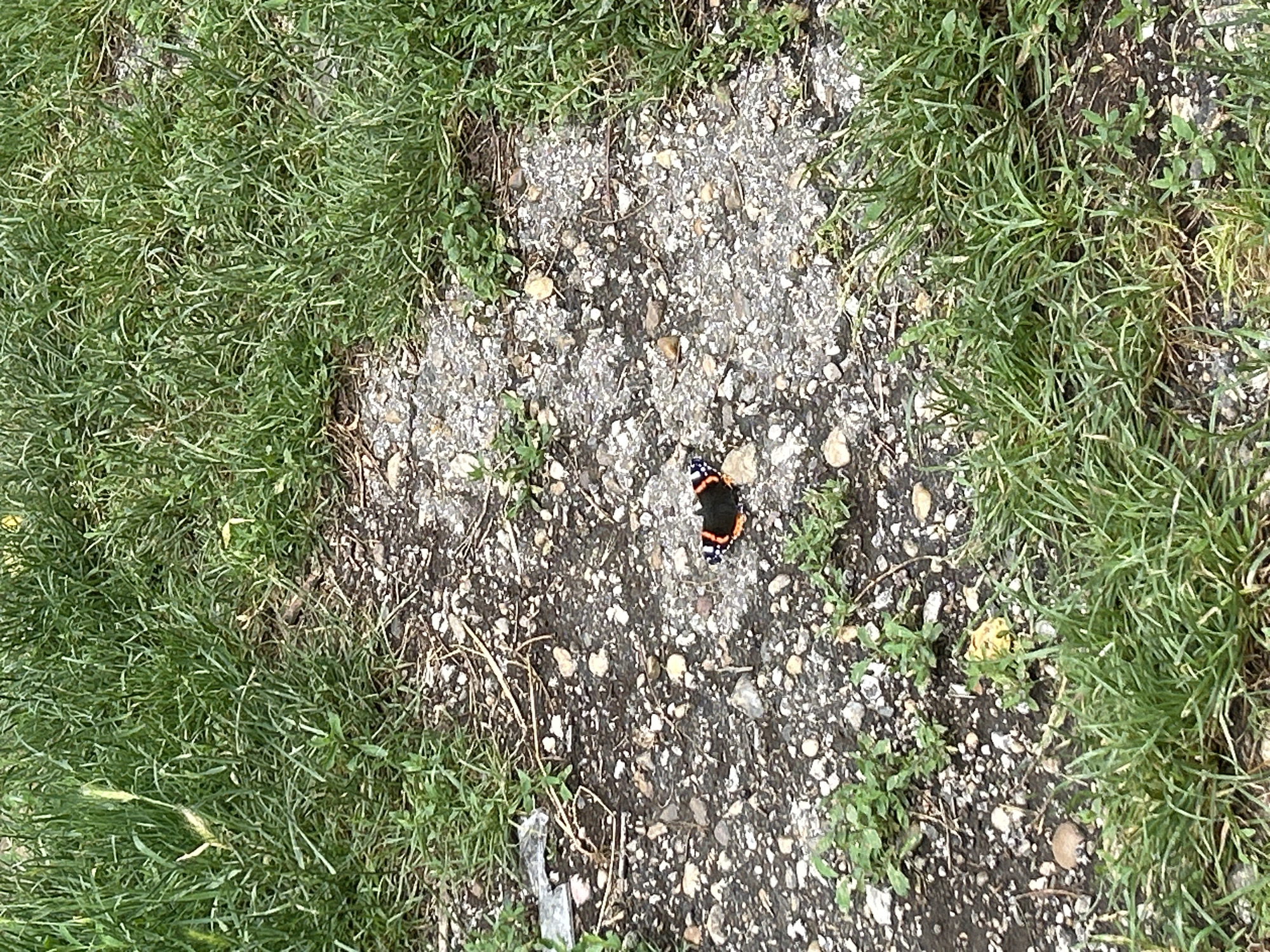 A small butterfly with black, orange, and white markings rests on a patch of gravel and dirt surrounded by green grass. The butterfly is in the center-right of the frame. The environment appears to be outdoors, possibly a park or roadside, given the presence of grass and gravel. There are no people or other discernible subjects in the image. The lighting suggests it is daytime.