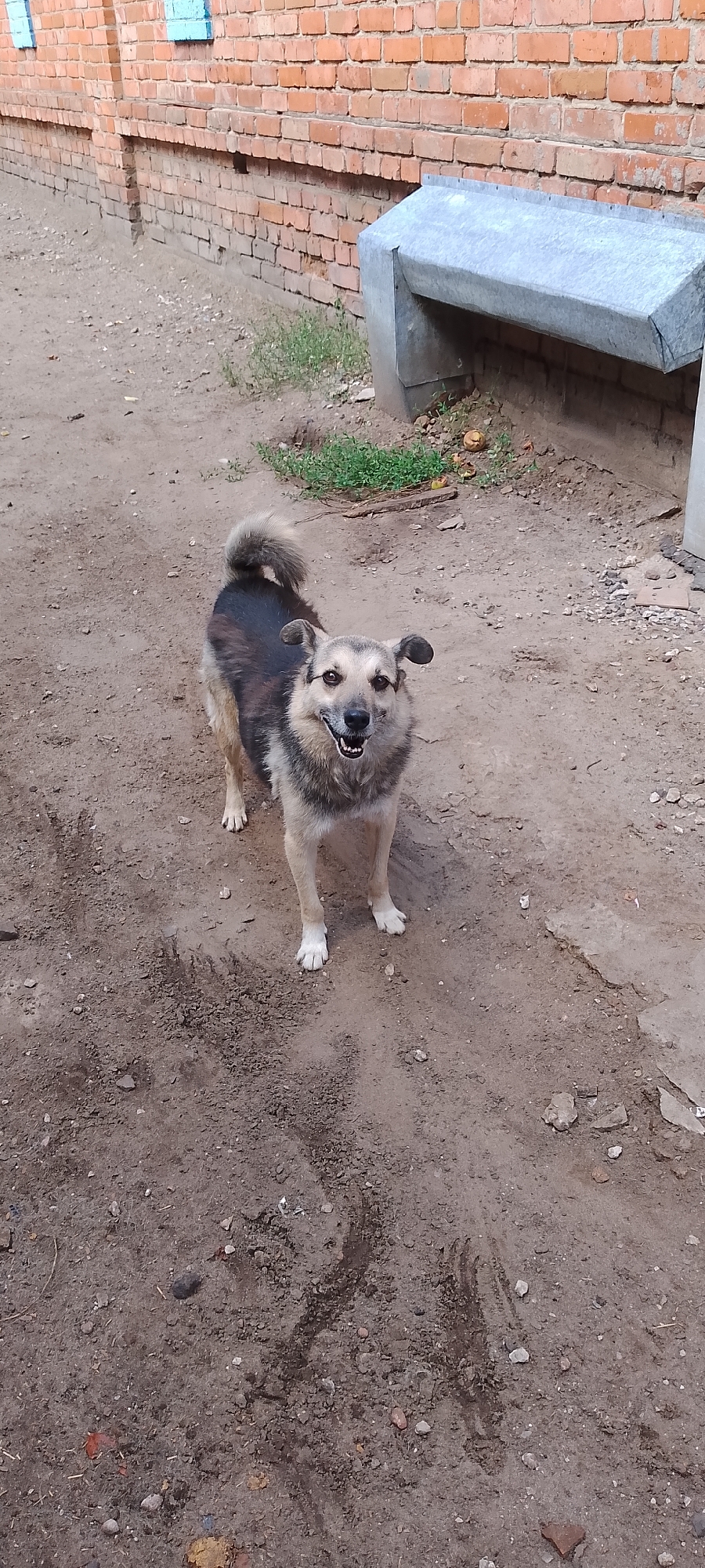 The image depicts an outdoor scene with a dog in the foreground. The dog is medium-sized with tan and black fur and appears to be standing on a dirt or gravel surface. It has its mouth open, revealing its teeth and tongue, and its ears are perked up. Behind the dog, a brick wall runs along the background. A metal structure, possibly a drain cover or ventilation shaft, is visible against the wall. Patches of grass and scattered debris are also present in the environment. The overall setting suggests an urban or semi-urban area. The presence of a brick building and what appears to be a common street or yard suggests a residential or industrial area. Given the context of Belgorod, Russia, this could be a scene from a courtyard, alleyway, or the side of a building within the city.