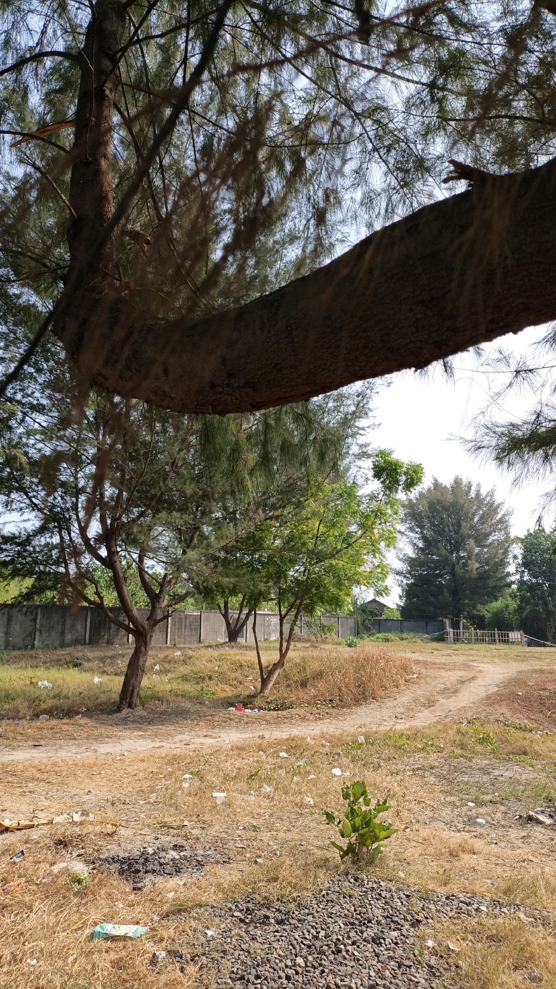 The image captures a dry, outdoor scene in Cikal, Indonesia. A large tree branch dominates the foreground, casting a shadow over a landscape of dry grass and scattered debris, including plastic bags and crumpled paper. A dirt path winds through the scene, leading towards a concrete wall in the background. Several trees are visible, some with sparse foliage, and a small green bush grows in the middle ground. The sky above is bright and slightly hazy. No people or animals are present in the image.