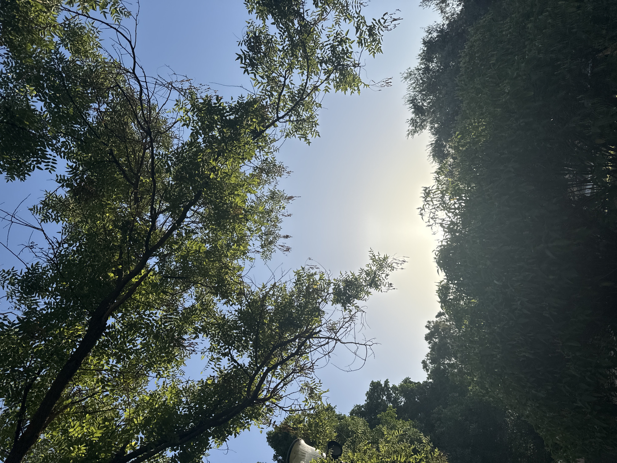This is a low-angle, vertical, outdoor photograph of trees and the sky. In the foreground, branches of a tree with green leaves hang down from the top of the frame, obscuring a clear view of the sky. Sunlight is visible towards the center of the image, creating a soft glow and making it difficult to discern details in the distant sky or the trees behind it. The sky is a clear blue, with a slight haze where the sun is located. In the lower portion of the image, a dense line of dark green foliage forms the top of a line of trees. A street lamp with a glass casing is visible on the left side of the frame, partially obscured by tree branches. The scene appears to be within a park or a well-landscaped area, possibly in the city of Murcia, Spain, given the type of vegetation and the clear, sunny sky often found in the region. There are no people or animals present in the photograph.