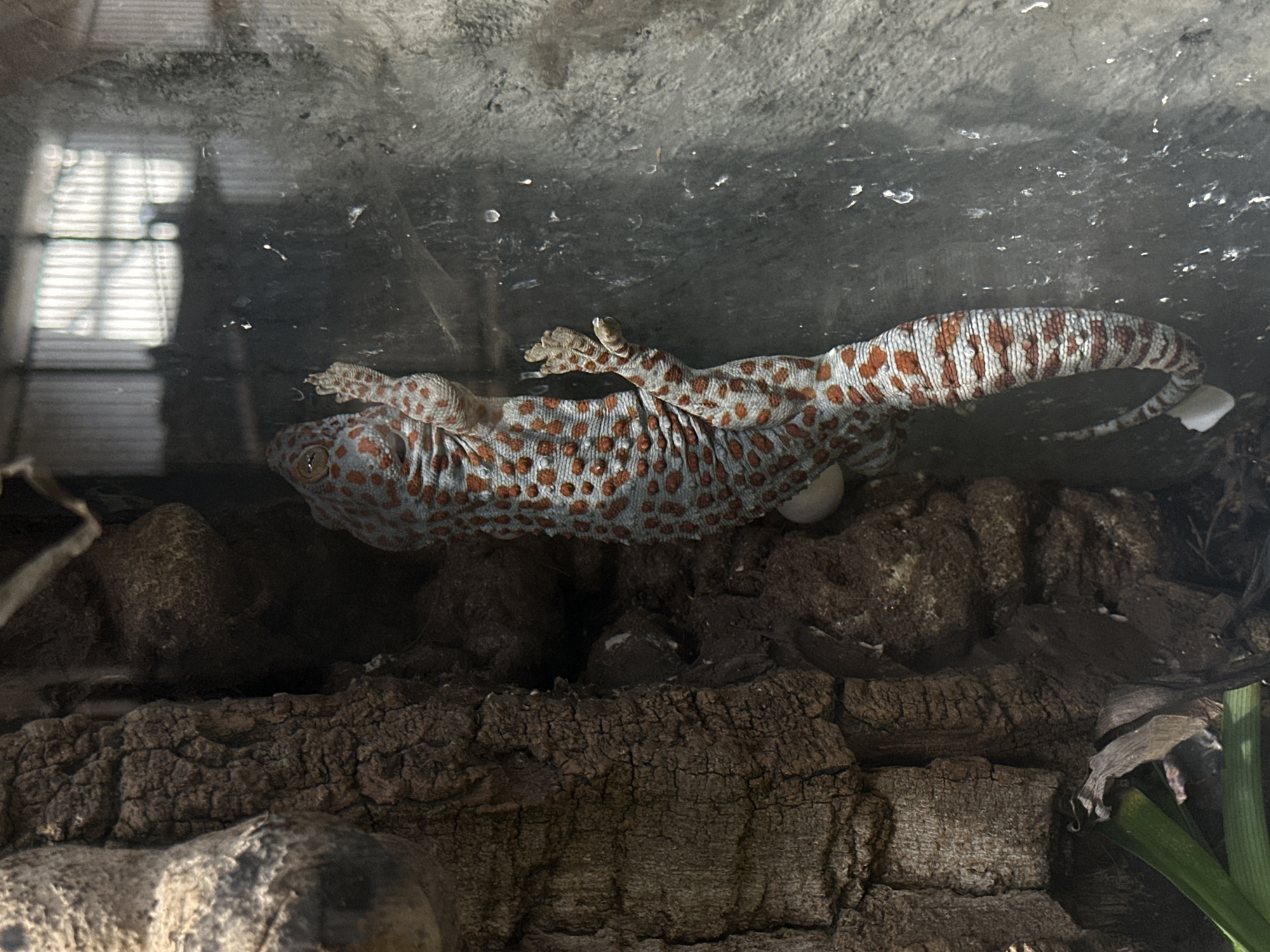 A tokay gecko is pressed against the glass of an enclosure. The gecko has a light gray body with reddish-orange spots, and its feet are splayed out. The gecko's tail has bands of red and gray. Inside the enclosure, there is rough bark and possibly some vegetation. The gecko appears to be upside down against the glass. The location is unknown.