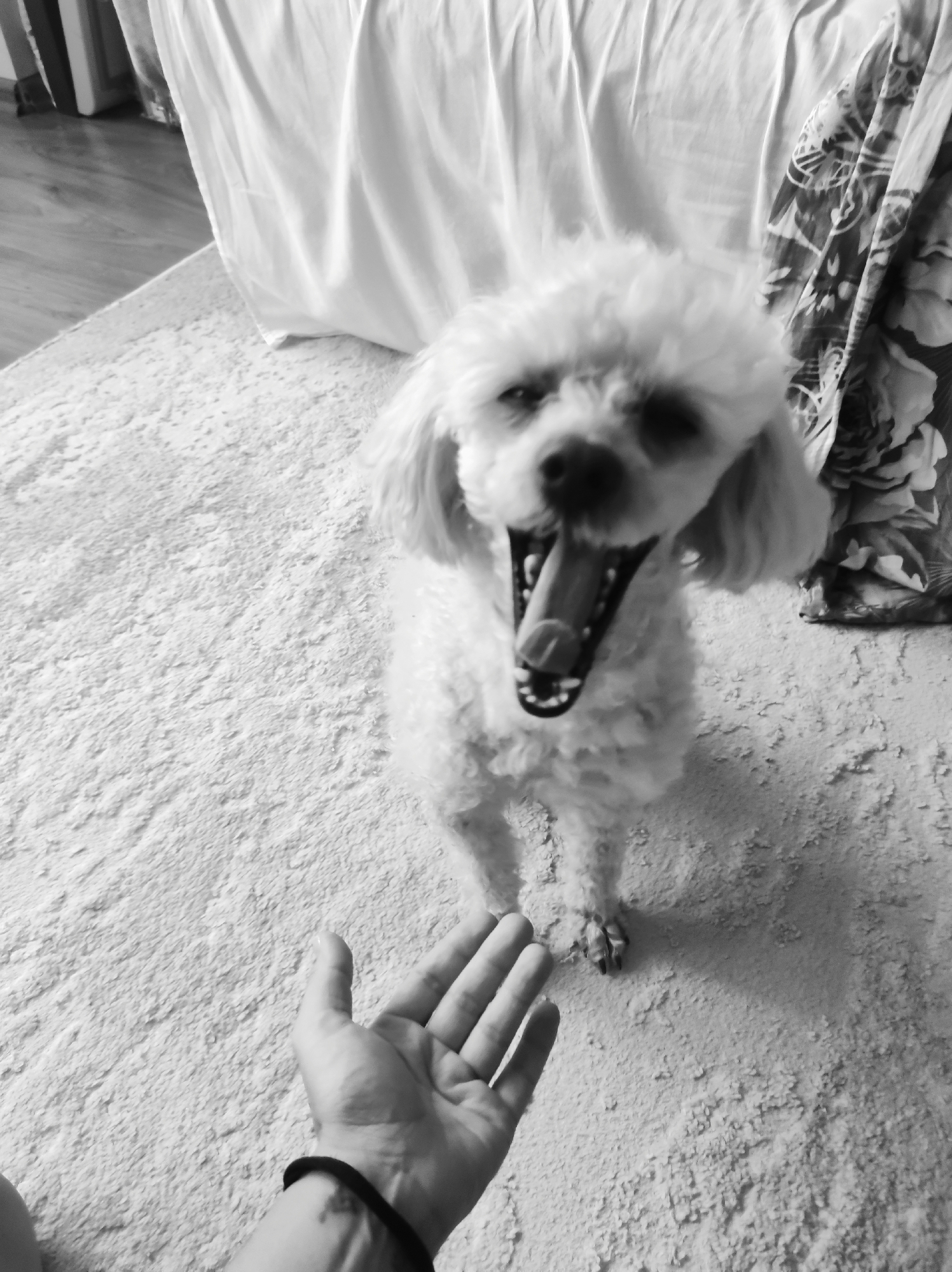 A black and white, eye-level photograph captures a dynamic interaction between a small, fluffy white dog and a human hand in an indoor setting. The dog, positioned in the upper center, has its mouth wide open, tongue extended, with its eyes squinted or mostly closed, suggesting a yawn, bark, or excited expression. A human left hand, palm upwards with fingers slightly curled and a black band on the wrist, is visible in the lower-left foreground, appearing to reach towards the dog.
The setting is a room with a light-colored, shaggy carpet covering the majority of the floor. In the upper-left background, a section of a wooden floor is visible. Behind the dog, white fabric, possibly a curtain or bedsheet, hangs vertically, and to its right, a dark, patterned fabric with a floral design adds to the domestic ambiance. The overall mood is interactive and lively. No text is visible in the image.