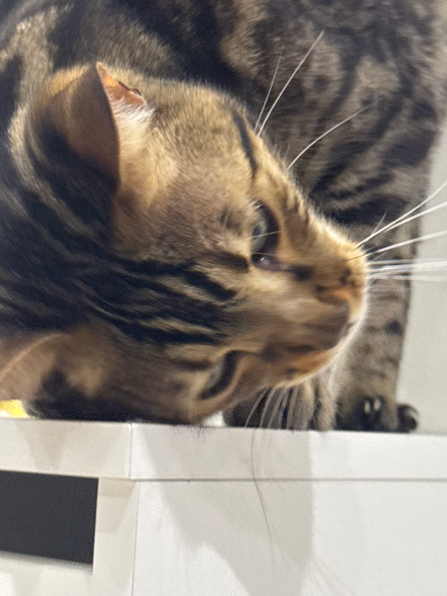 A close-up, angled shot shows the head of a tabby cat with brown and black stripes. The cat's right ear is visible, pointing upwards and slightly forward, with the inside of the ear appearing lighter in color. Its whiskers are long and white. The cat's eye is partially visible and dark. The cat is positioned on a white surface, which appears to be the edge of a shelf or piece of furniture. A hint of yellow is visible on the left side of the frame, and a dark rectangular object is partially visible below the white surface on the left. The background is blurry, showing more of the cat's striped fur and a faint white wall. The image was taken in Agios Tychona Community, Cyprus.