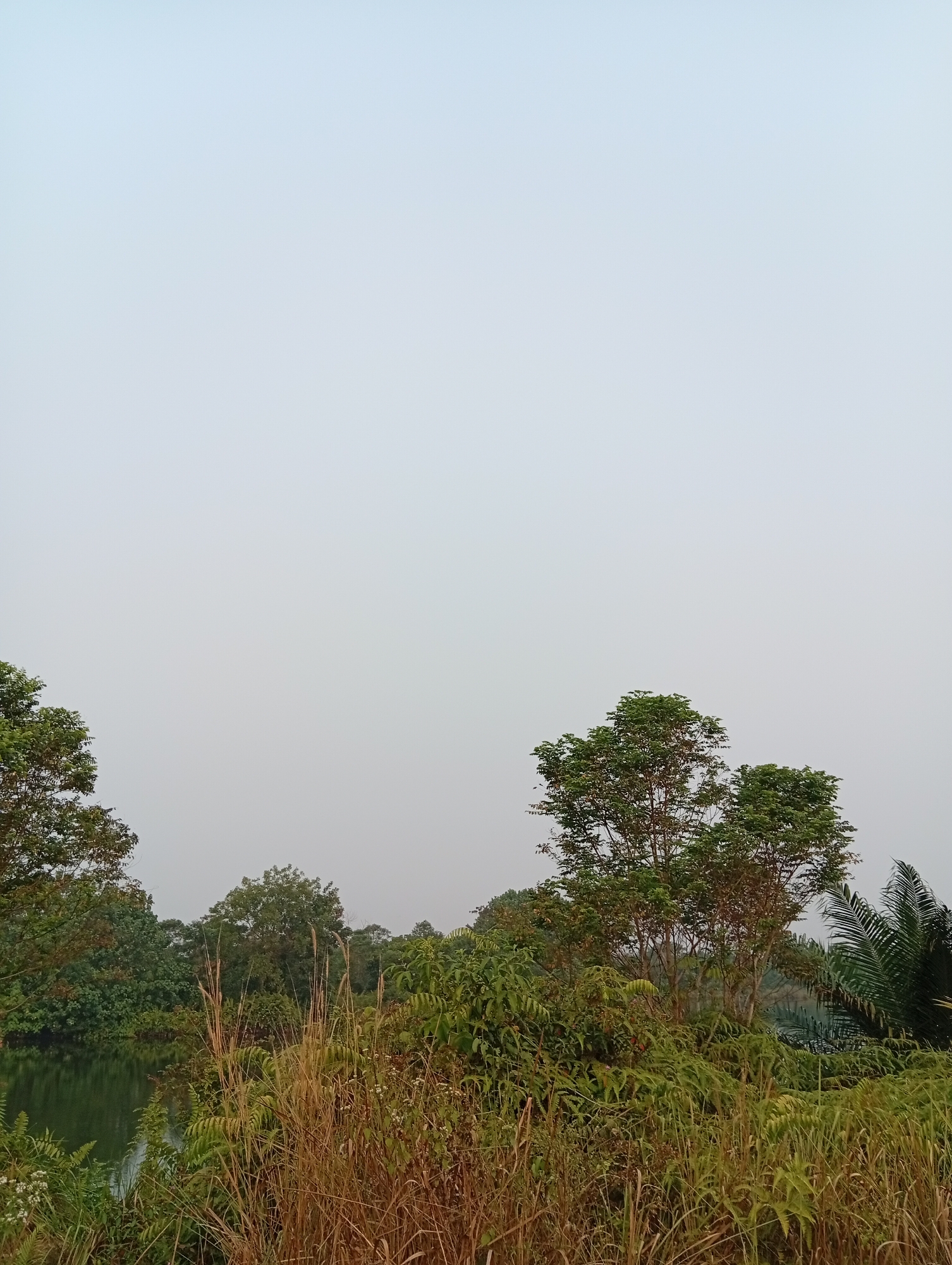 A landscape photograph depicts a serene natural scene in Kualu, Indonesia. The sky is a pale, overcast blue, taking up approximately two-thirds of the frame. The lower third of the image is filled with lush vegetation.
On the left side, a body of dark, reflective water, possibly a lake or pond, is visible, bordered by dense green foliage. Several trees with varying shades of green leaves are scattered throughout the landscape. Some of these trees are tall and full, while others are smaller and more bushy. In the foreground, tall, dry grasses and ferns create a textured layer of brown and green. A large palm tree with dark green fronds is positioned on the far right, contributing to the tropical feel of the environment. The overall atmosphere is calm and untouched, suggesting a natural, rural setting. No people or man-made structures are visible in the frame.