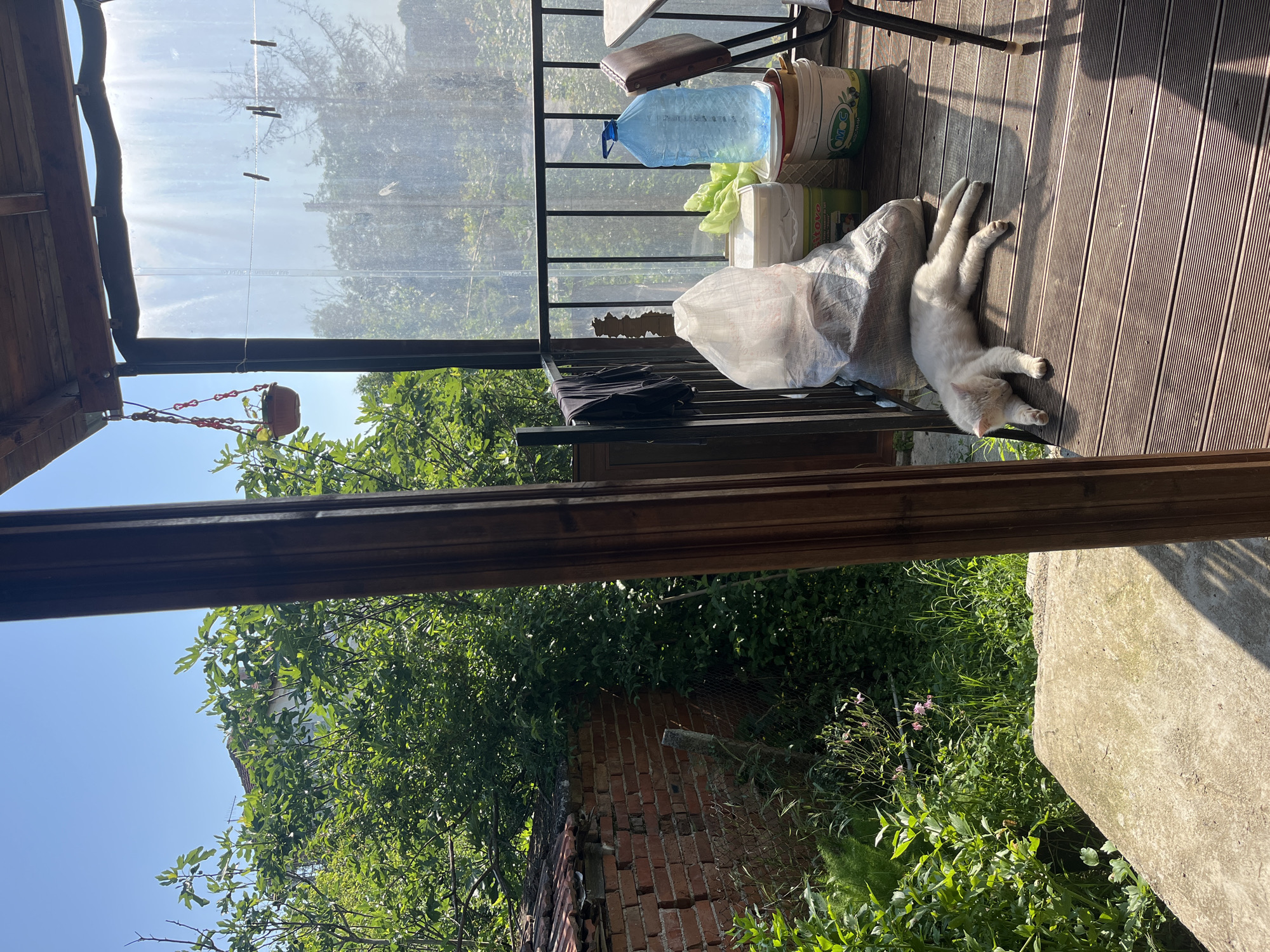 This image depicts a sunlit outdoor porch or balcony in Varshilo, Bulgaria, overlooking a verdant garden. A white cat is prominently featured, stretched out and sleeping on the wooden slatted deck in the foreground, illuminated by direct sunlight. To the left of the cat, a large white sack, possibly containing soil or similar material, rests against a black metal railing. Behind this, various utilitarian containers are visible: a rectangular green and white bucket labeled "otovo," and a white bucket with "OMC Маслини" (Olives) text. A large, clear blue plastic water dispenser bottle with a blue handle and cap stands upright on the deck.
The porch itself features a wooden pergola structure overhead, with sturdy wooden support beams on the right. A transparent, corrugated plastic or vinyl curtain extends along the railing, offering a semi-clear view of the background. A makeshift clothesline with four dark wooden clothespins is strung across this curtain. On the far right, a dark-colored chair and a portion of a light-colored table are visible. To the left, some dark fabric, possibly a shirt, is draped over the metal railing.
The surrounding environment includes a lush garden with abundant green foliage and trees, some with distinct leaf shapes suggestive of fig trees, filling the background and left side of the frame. Beyond the vegetation, a weathered brick wall with a tiled roof, possibly belonging to a small outbuilding, is visible on the far left. A dirt path or concrete step leads down from the porch into the garden. In the upper left, a clear blue sky is visible, with the top of a distant house and an antenna peeking over the trees. A small terracotta-colored plant pot with red rope hangers is suspended from the wooden pergola structure on the left. The scene is brightly lit by natural sunlight, casting distinct shadows on the wooden deck.