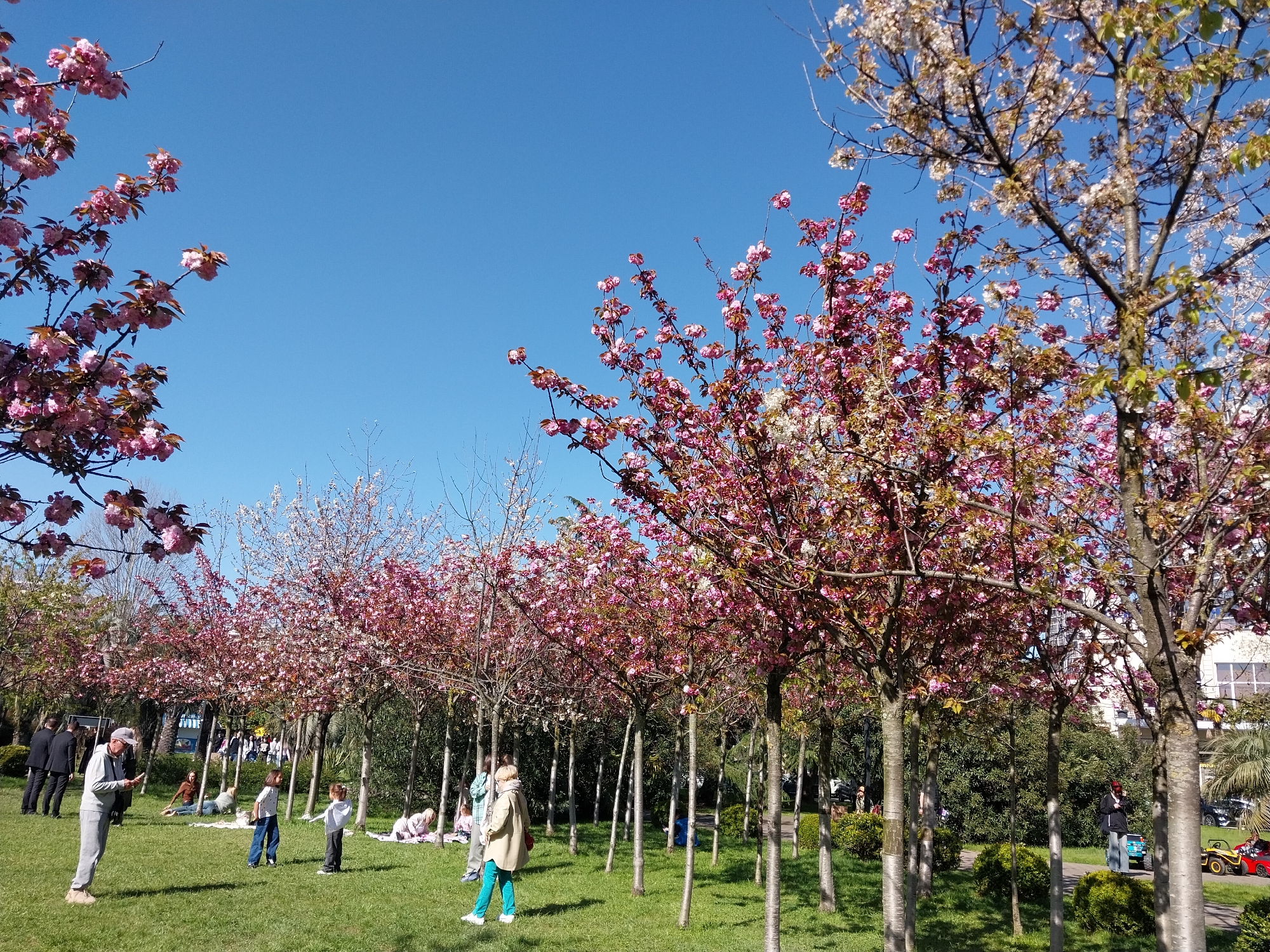 This vibrant image captures a sunny spring day in a park in Sochi, Russia, filled with blooming trees and people enjoying the outdoors. The scene is dominated by numerous flowering trees, likely cherry blossoms, displaying a spectrum of pink and some white flowers, forming a beautiful canopy against a clear, brilliant blue sky. The ground is covered in lush green grass, creating a verdant carpet.
Several individuals are present, engaged in various leisurely activities. In the foreground on the left, an older man in a light grey tracksuit appears to be looking at a device. Further back on the left, a group of people, some dressed in dark suits, are standing together. In the mid-ground, two young children are seen playing on the grass, one in blue jeans and a white top, the other in darker attire. Towards the right, a woman in a light-colored coat and bright green pants walks across the grass. Throughout the park, other people are visible, many sitting on blankets or spread out on the grass, relaxing and enjoying the fine weather. On the far right, near a path, children's ride-on toys are discernible, including a blue car and a red and yellow vehicle.
The bright sunlight indicates it is daytime, and the clear sky suggests pleasant weather, perfect for outdoor activities. The abundance of blossoms points to springtime. The atmosphere appears relaxed and cheerful, with people seemingly enjoying the beauty of nature and each other's company. In the background, beyond the trees, hints of modern buildings can be seen, suggesting an urban park setting. A tall, blue, vertical sign with white text is partially visible in the middle-left background, though the text itself is illegible due to distance and obstruction.