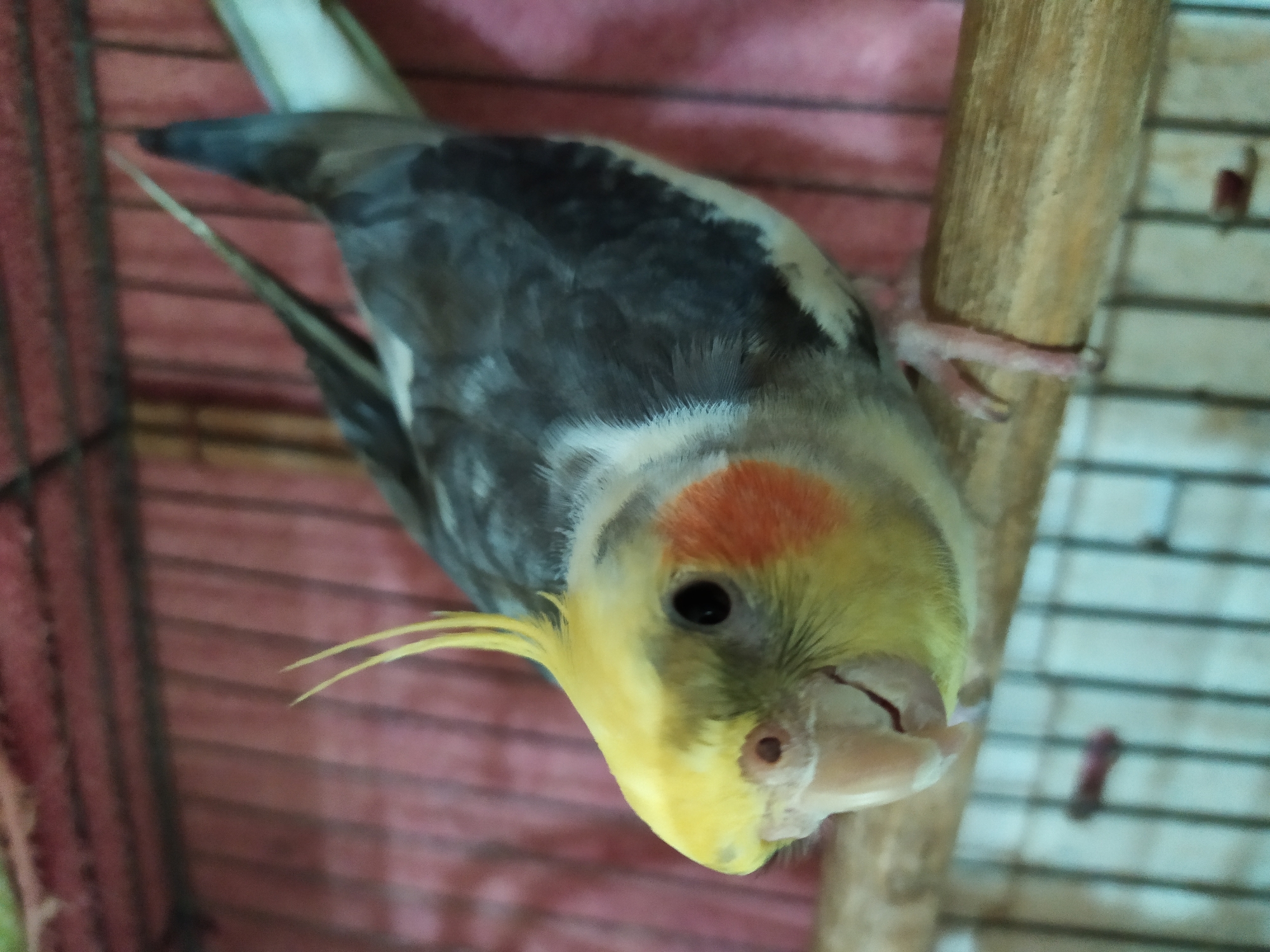 The image shows a cockatiel perched on a wooden dowel inside a cage. The bird is primarily grey and white with a bright yellow crest and orange cheek patches. Its eye is dark and round. The background consists of a pink, textured surface and a light blue, barred cage. The lighting appears to be natural, suggesting it could be daytime. The bird is the sole subject and its posture suggests it is resting or observing its surroundings. No text is visible in the image. The location is Bilajari, Azerbaijan.