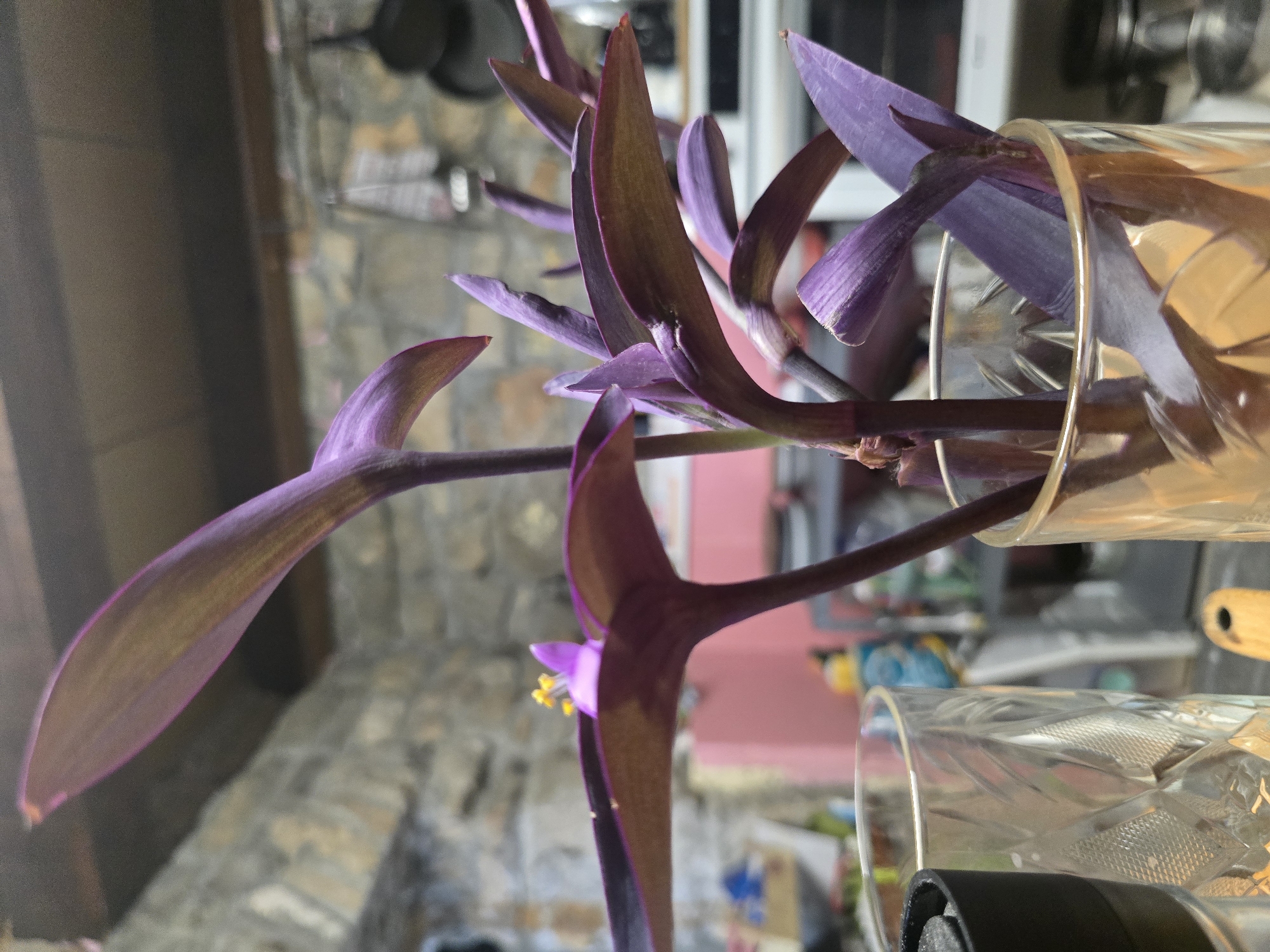 In a close-up shot, a purple heart plant, also known as Tradescantia pallida, is displayed in two glasses. The plant features striking purple leaves and a small, delicate purple flower with yellow stamens. The glasses are clear, with one exhibiting a diamond-patterned texture and the other a smooth amber hue. In the background, a stone wall and kitchen appliances are visible, suggesting an indoor setting in a kitchen environment. The lighting is dim, creating a moody atmosphere. The image's composition focuses on the vibrant colors of the plant against a muted background.