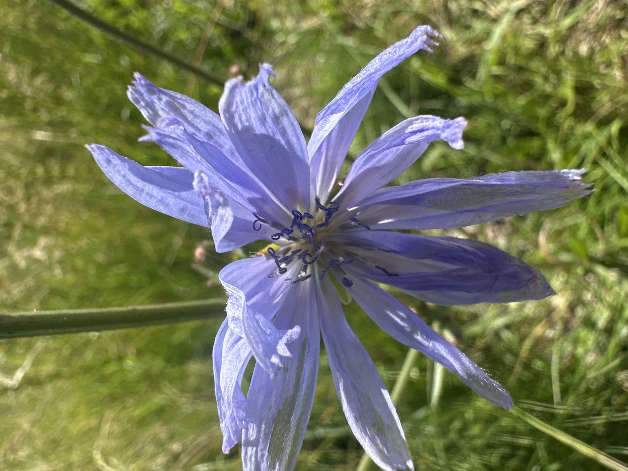 A close-up, eye-level shot captures a light blue, star-shaped flower in focus against a blurred green background of grass and foliage. The flower's petals are delicate and slightly wilted, with a feathery texture and some areas appearing translucent due to the sunlight. The center of the flower reveals darker blue stamens and pistils. The stem of the flower is visible as a thin, light green stalk to the left of the bloom. The overall setting suggests an outdoor, natural environment. This scene was captured in Pakonys, Lithuania.